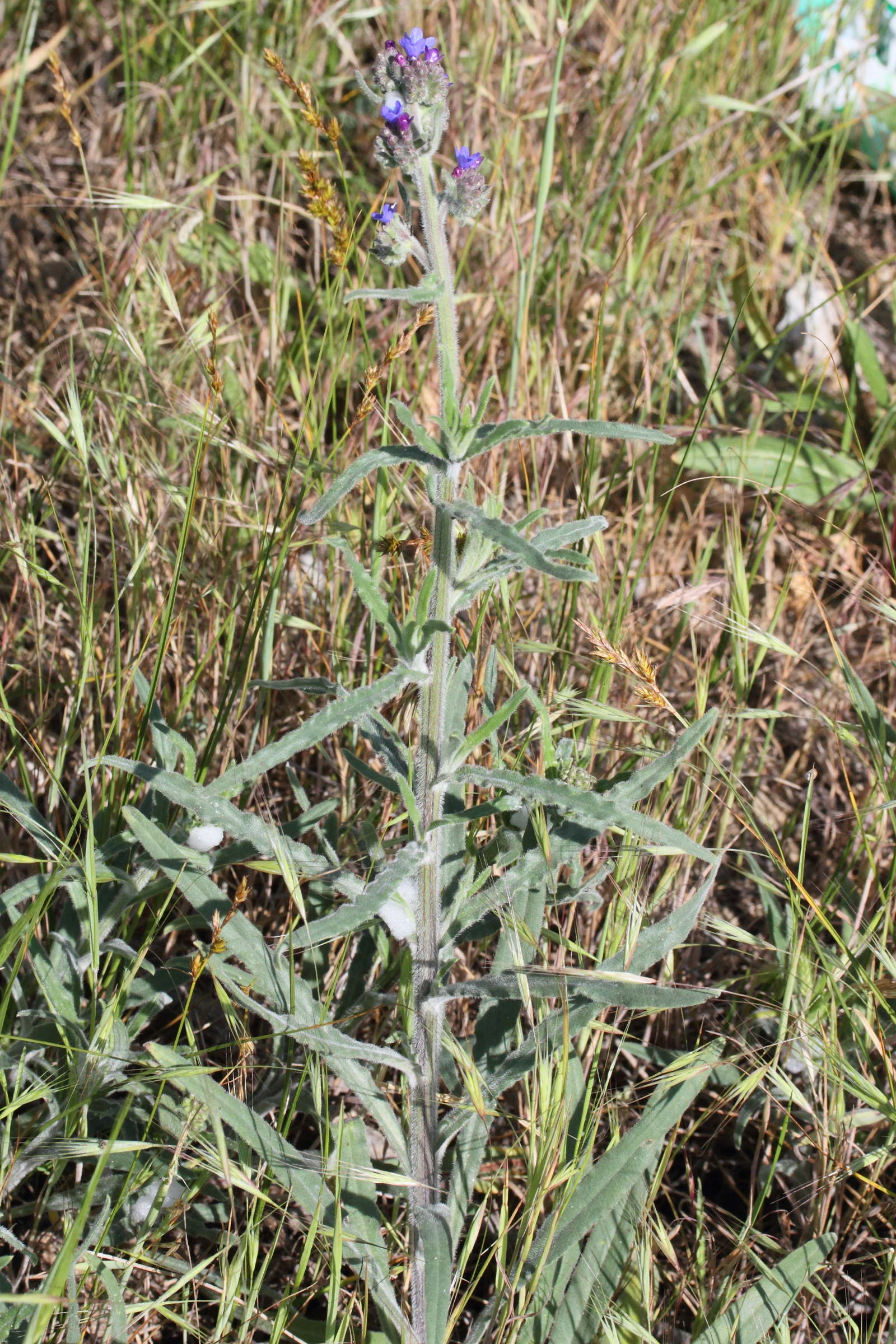 Afficher le média anchusa_velenovskyi1md anchusa_velenovskyi1md