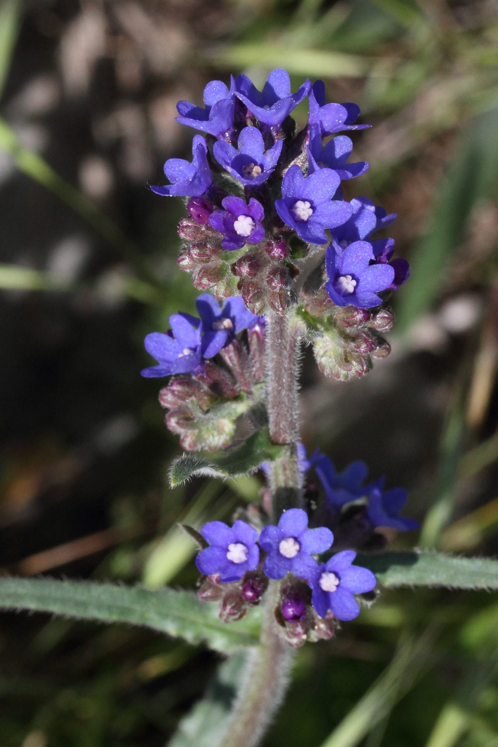 Afficher le média anchusa_velenovskyi2md anchusa_velenovskyi2md