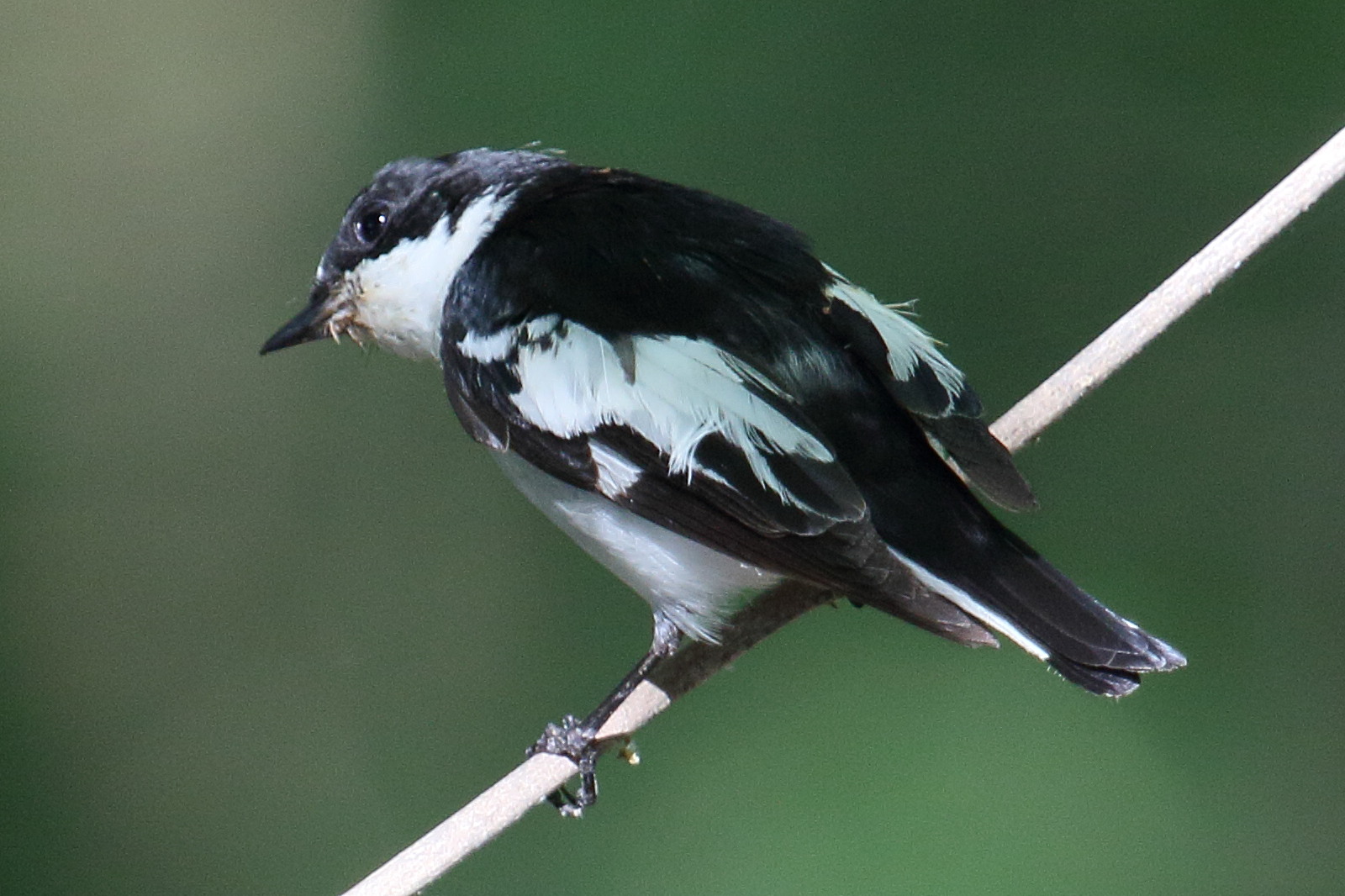 Afficher le média ficedula_semitorquata1bd ficedula_semitorquata1bd