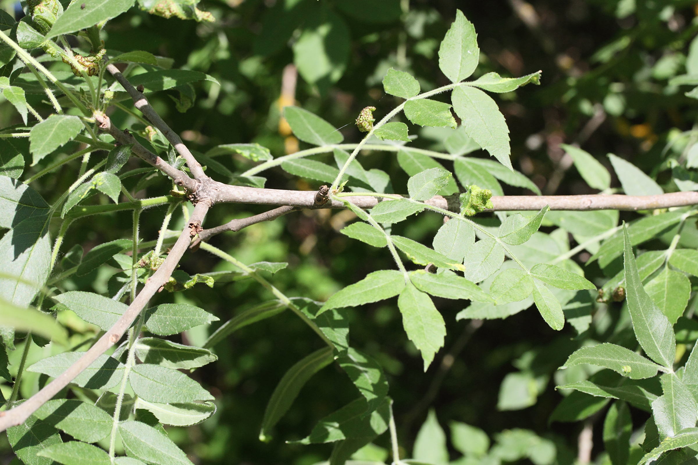 Afficher le média fraxinus_oxycarpa3md fraxinus_oxycarpa3md