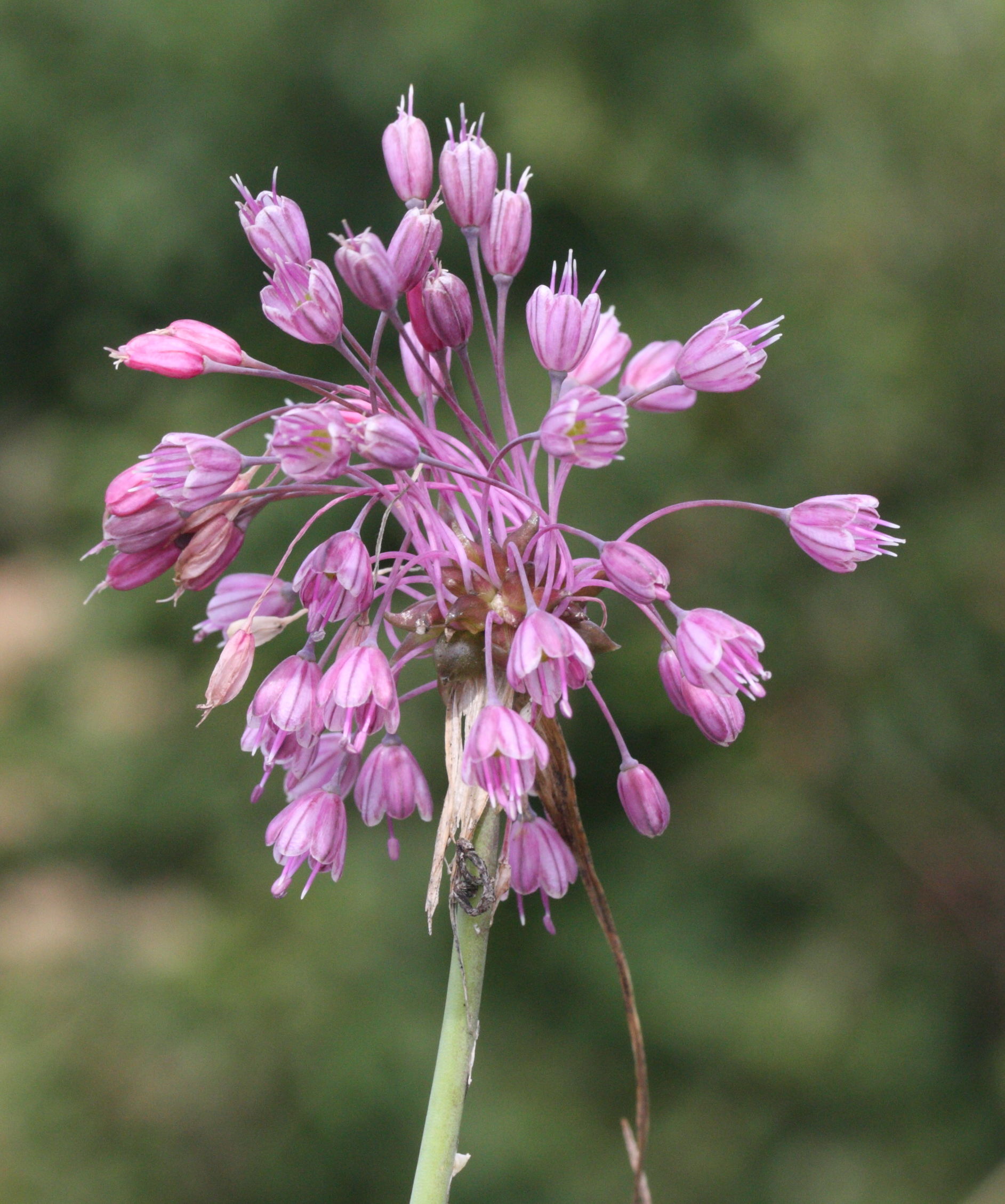 allium_carinatum2md