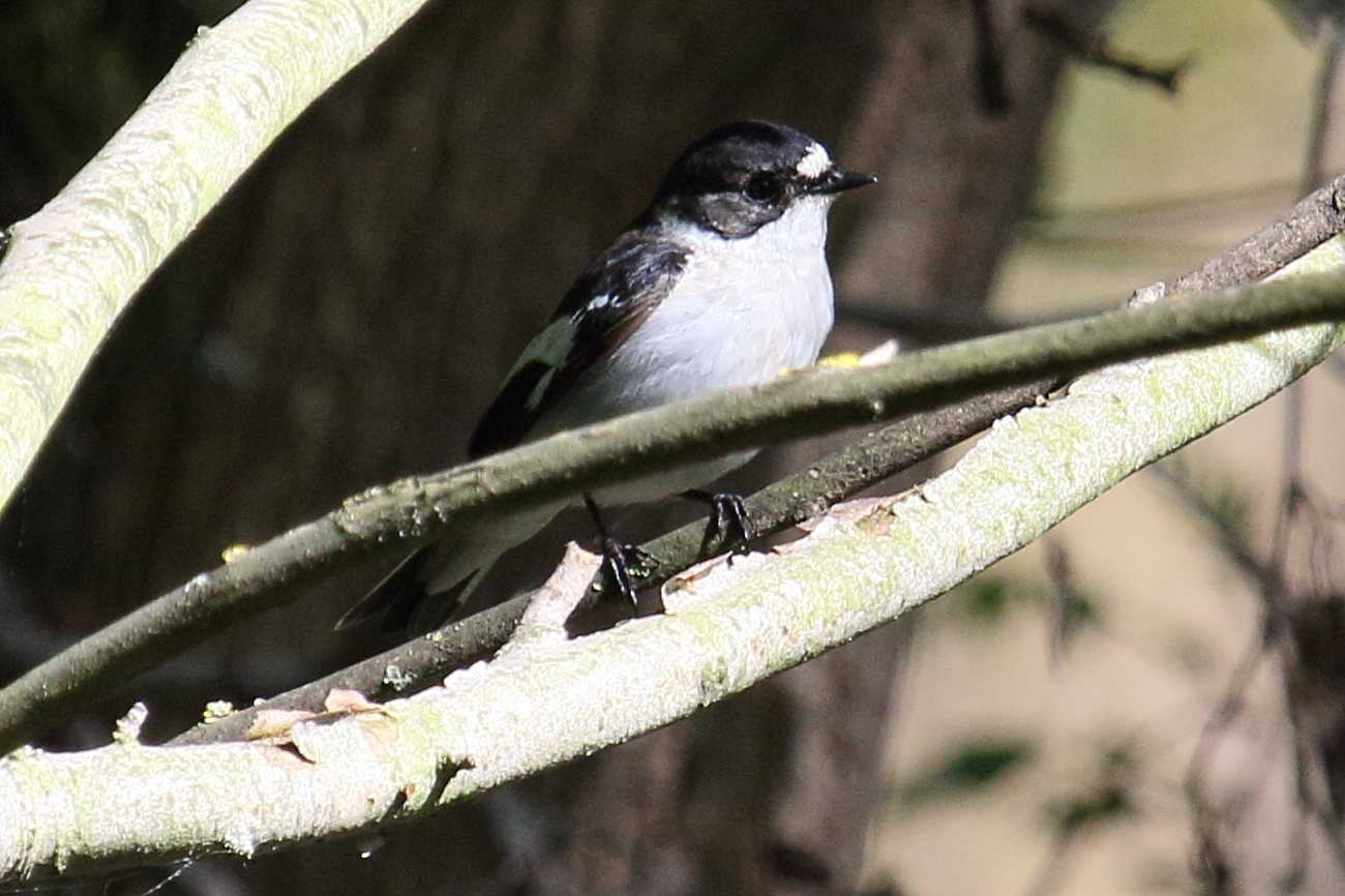 Afficher le média ficedula_semitorquata3bd ficedula_semitorquata3bd