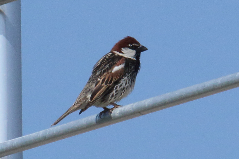 moineau_espagnol_-_passer_hispaniolensis4bd