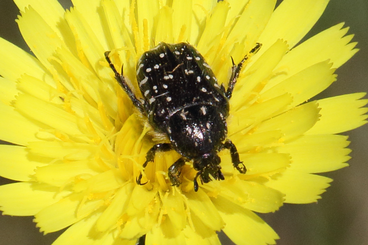 oxythyrea_funesta8bd