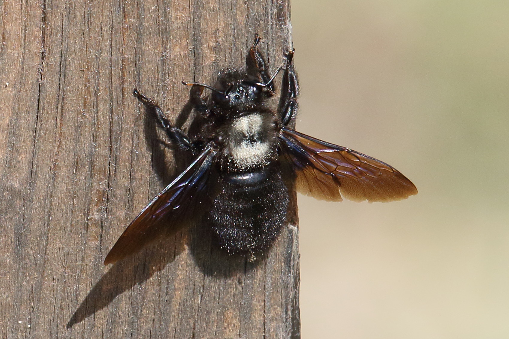 xylocopa_violacea7bd