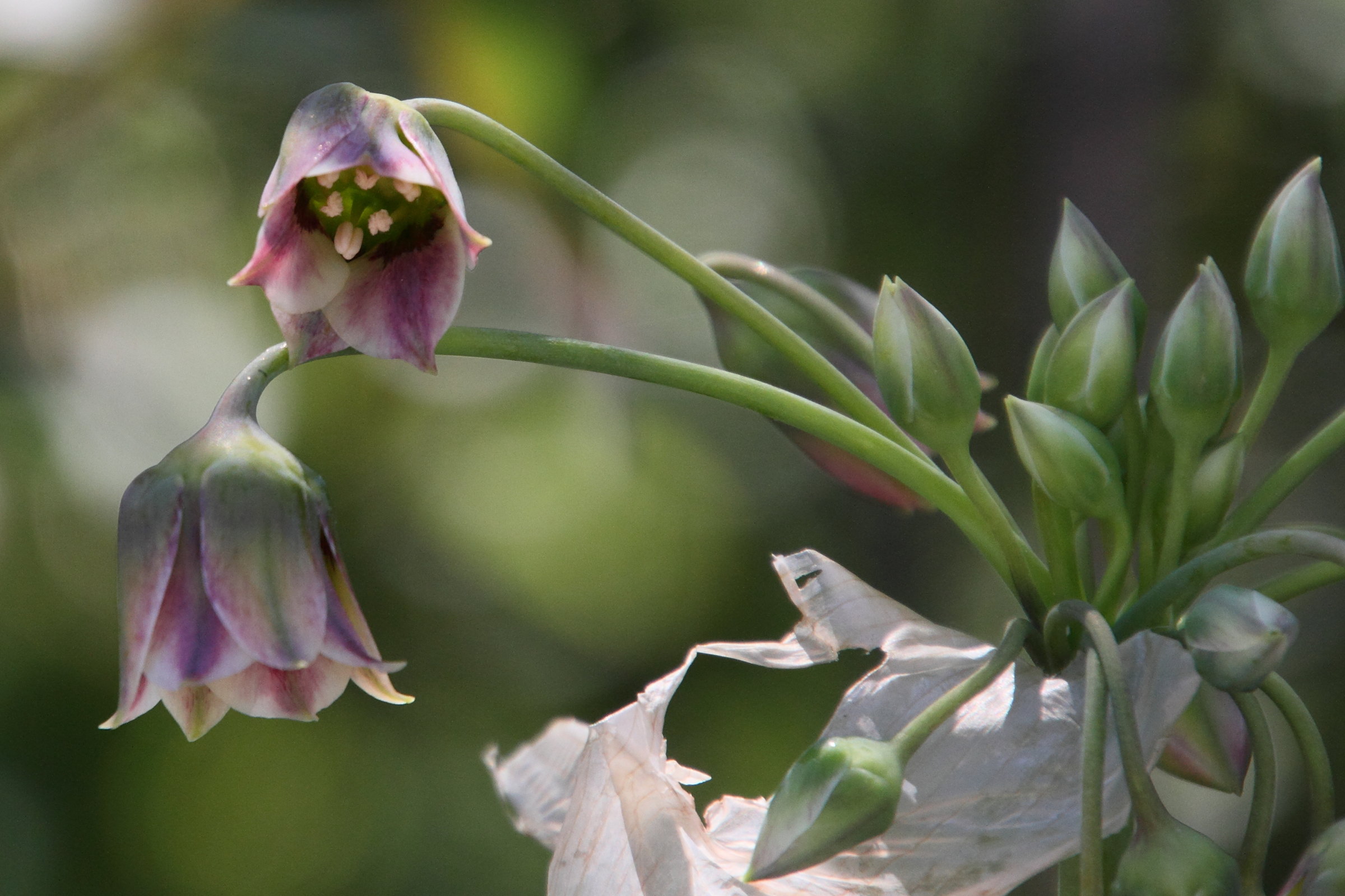 allium_siculum2md