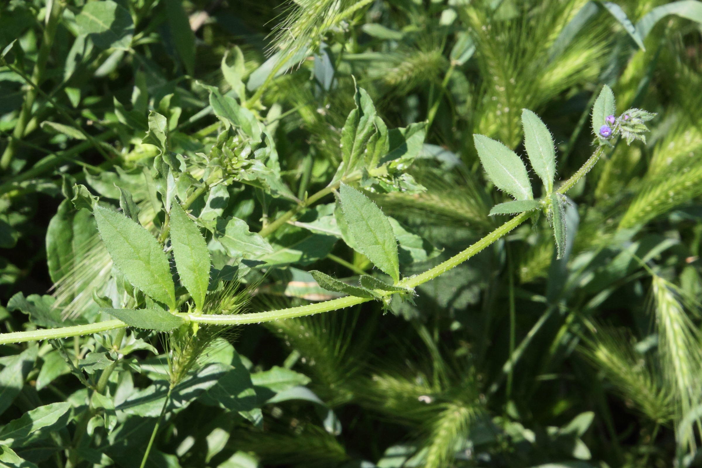 Afficher le média asperugo_procumbens1md asperugo_procumbens1md