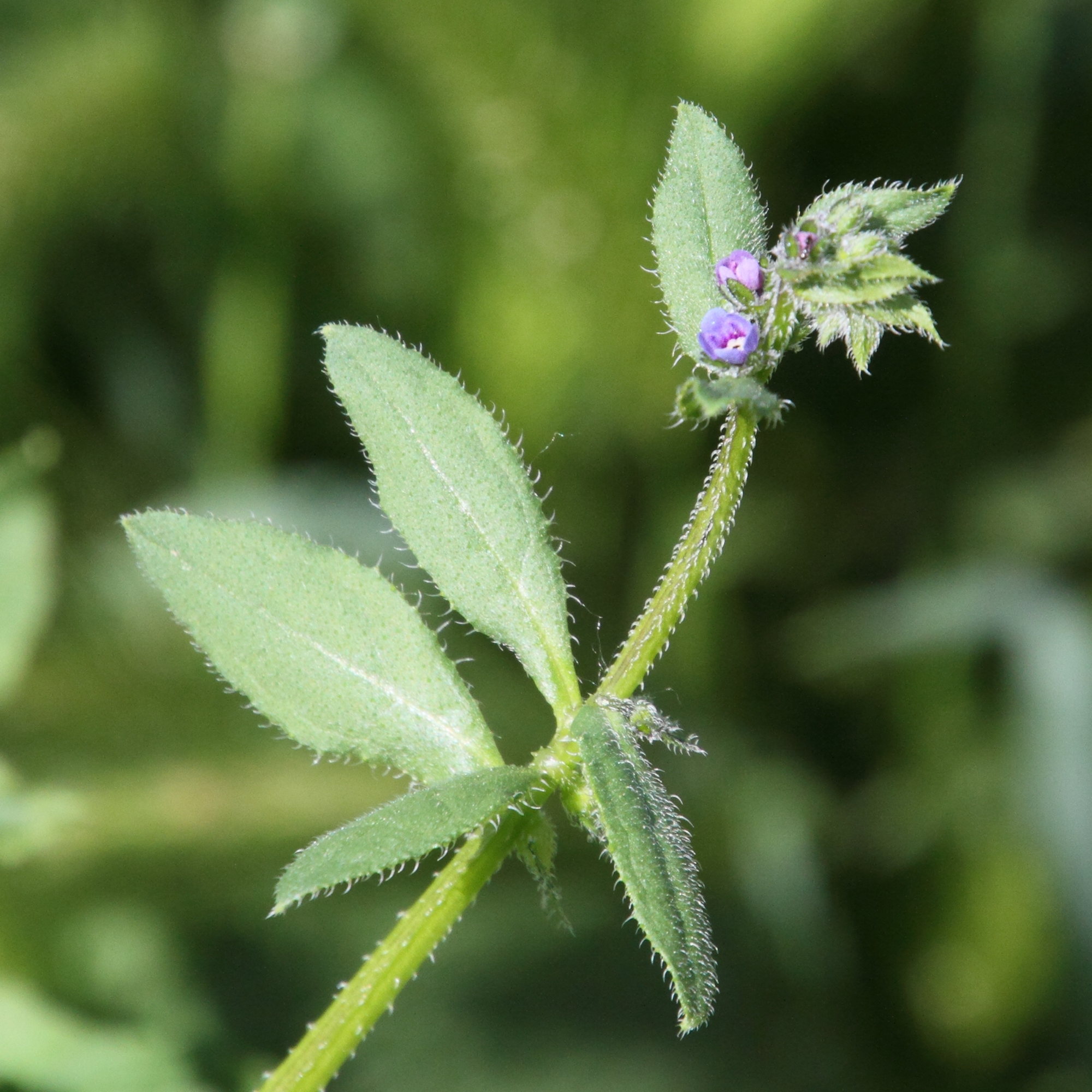 Afficher le média asperugo_procumbens2md asperugo_procumbens2md
