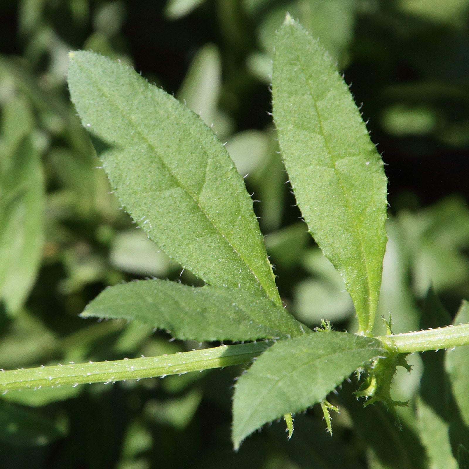 Afficher le média asperugo_procumbens3md asperugo_procumbens3md