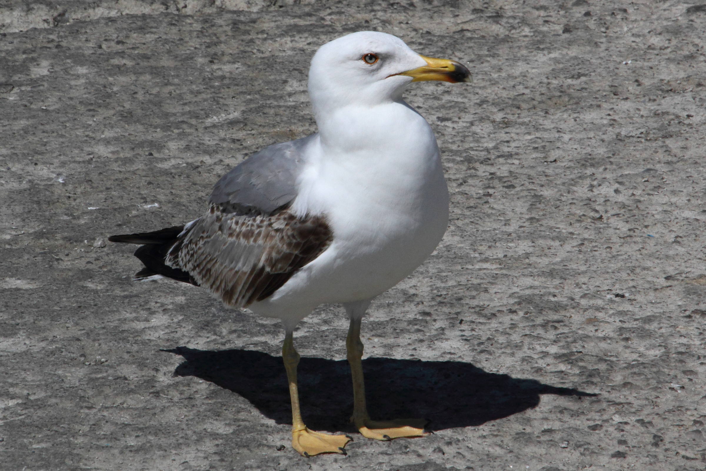 larus_michahellis10md