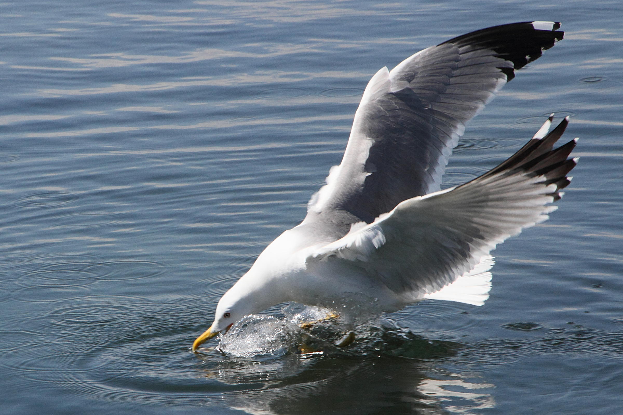 larus_michahellis9md