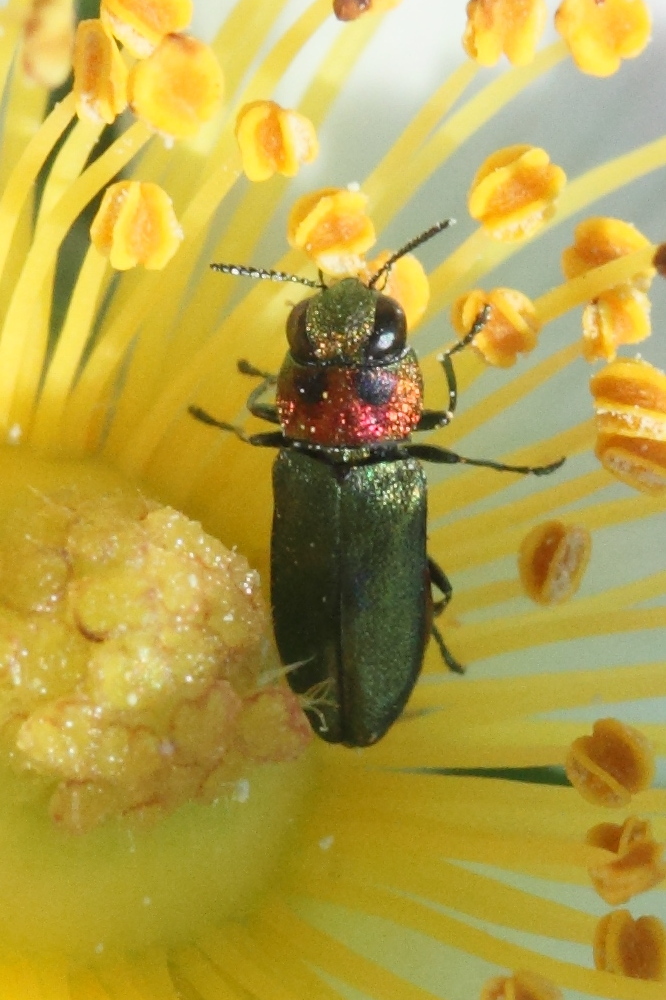 anthaxia_nitidula_signaticollis2md