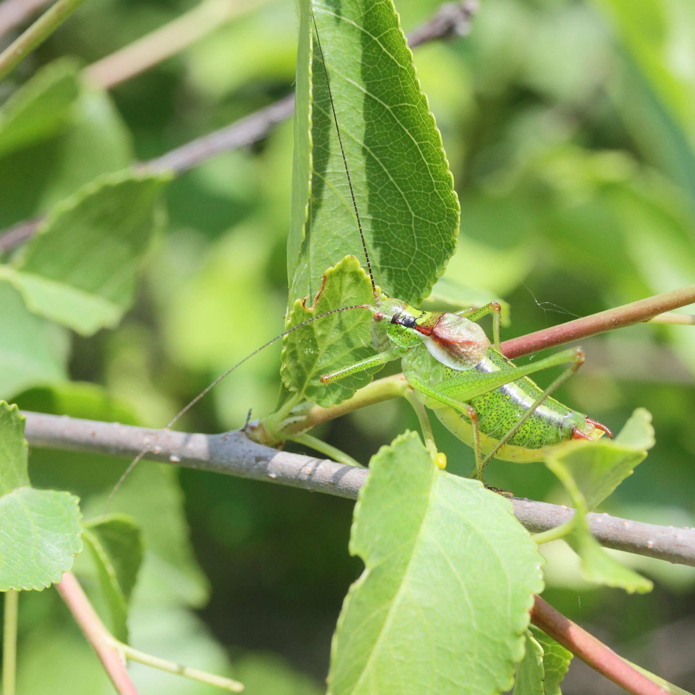 barbitistes_serricauda2md