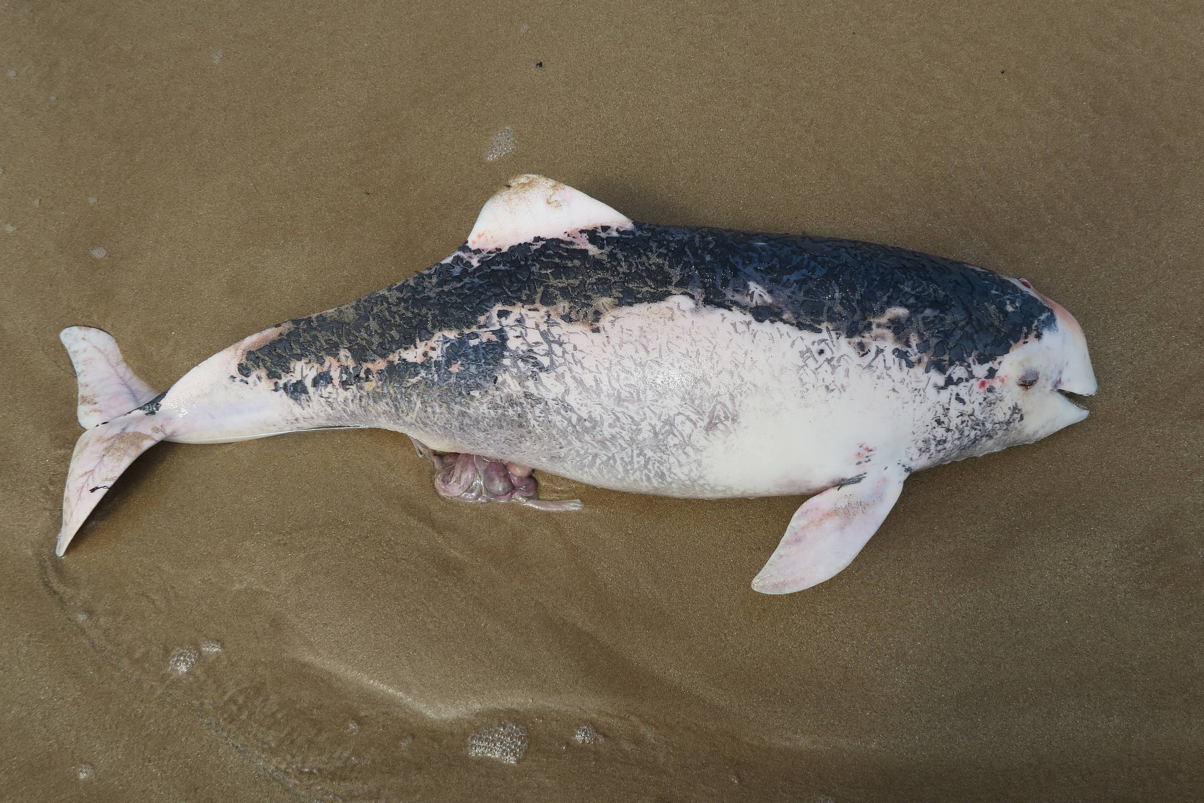 phocoena_phocoena1md