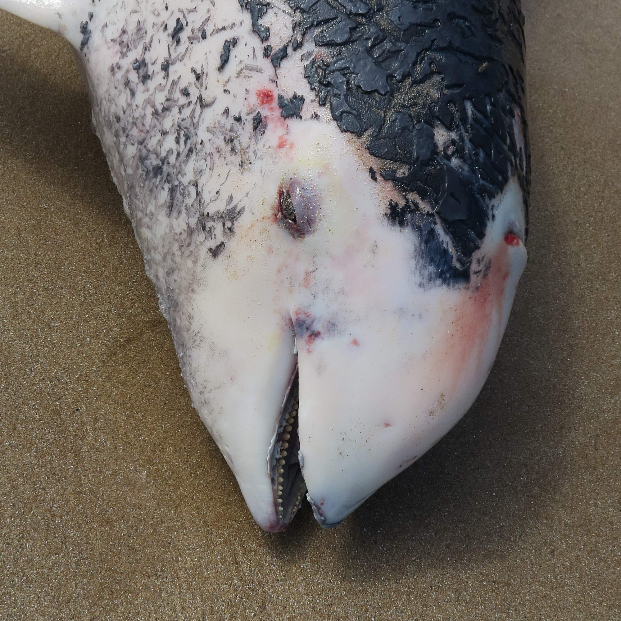 phocoena_phocoena2md