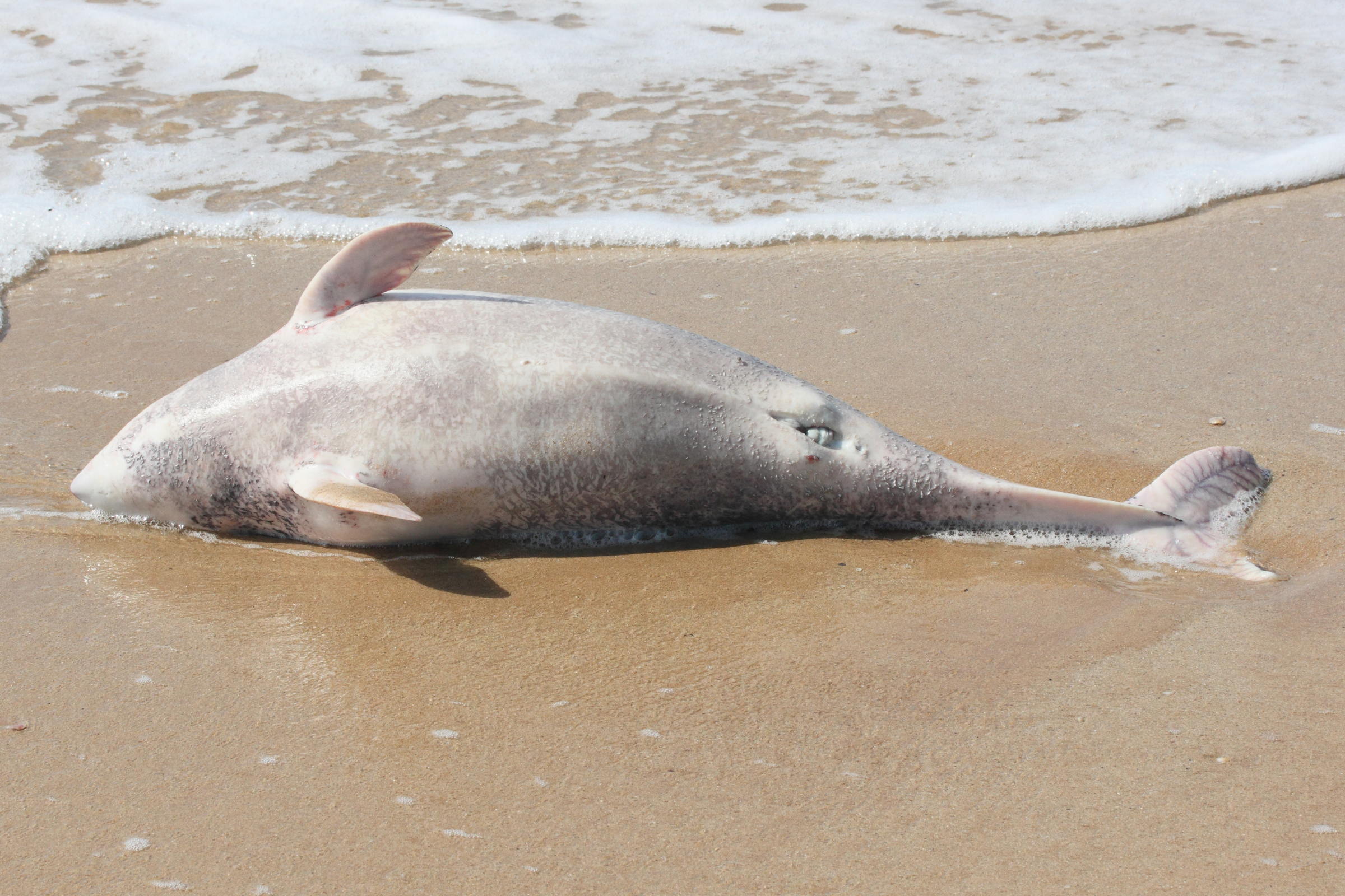 phocoena_phocoena3md