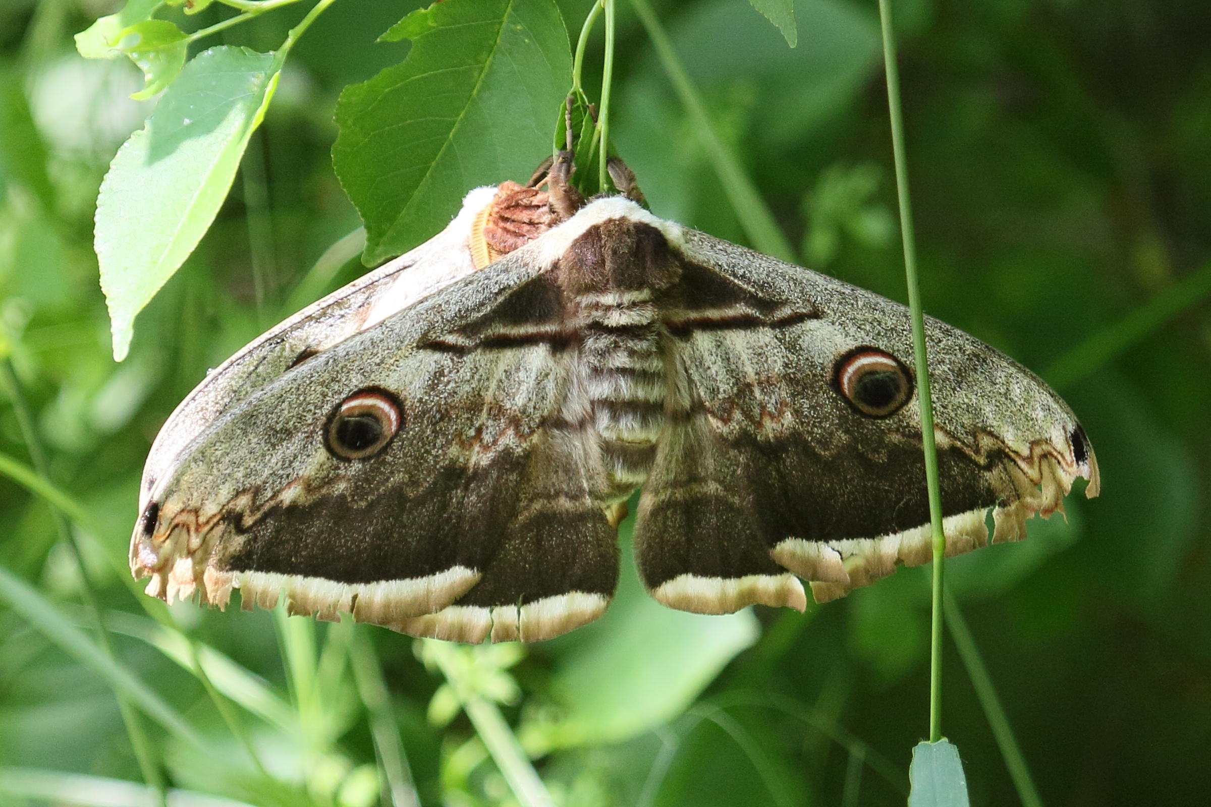 Afficher le média saturnia_pyri1bd saturnia_pyri1bd