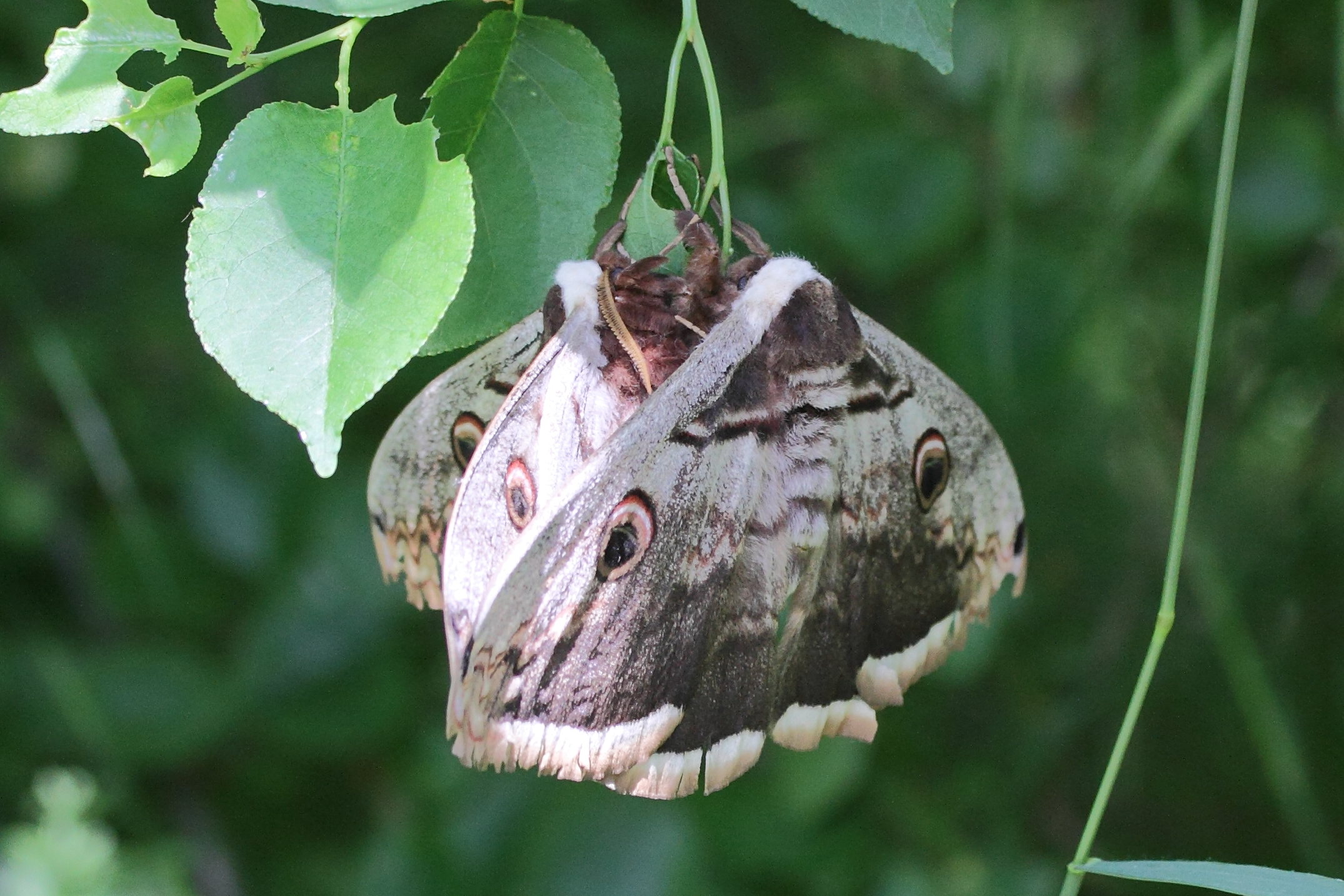 Afficher le média saturnia_pyri2md saturnia_pyri2md