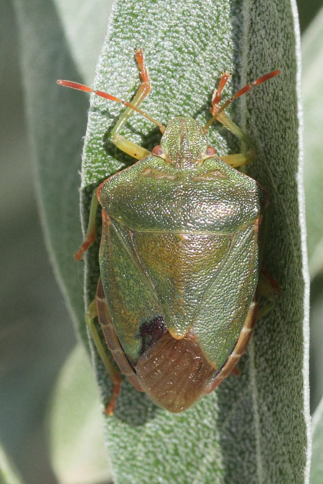 acrosternum_heegeri1md