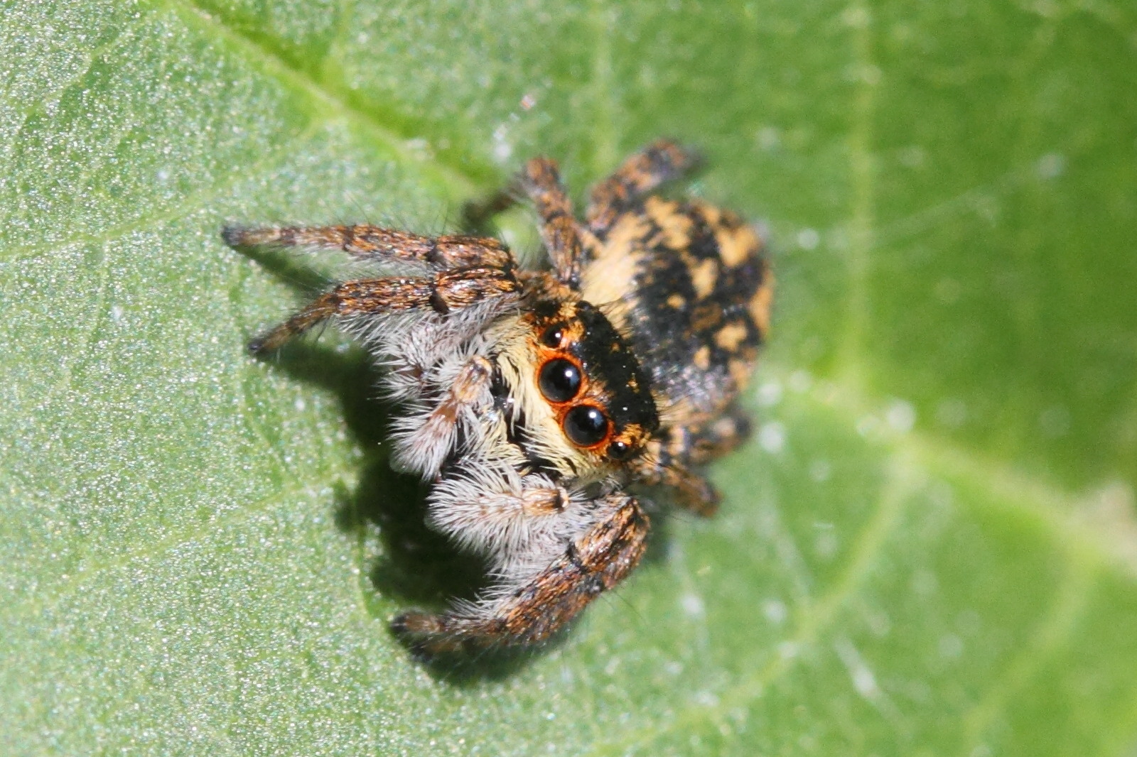 Afficher le média carrhotus_xanthogramma1md carrhotus_xanthogramma1md