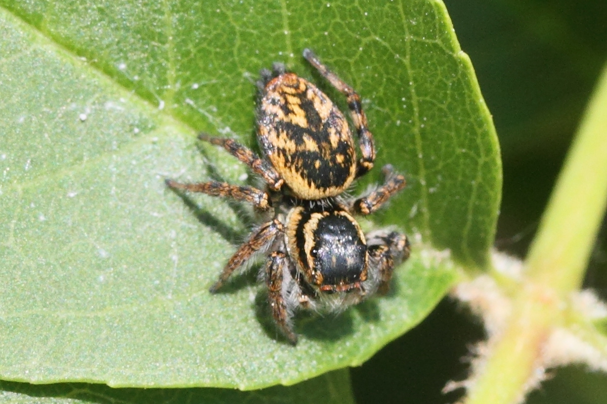 Afficher le média carrhotus_xanthogramma2md carrhotus_xanthogramma2md