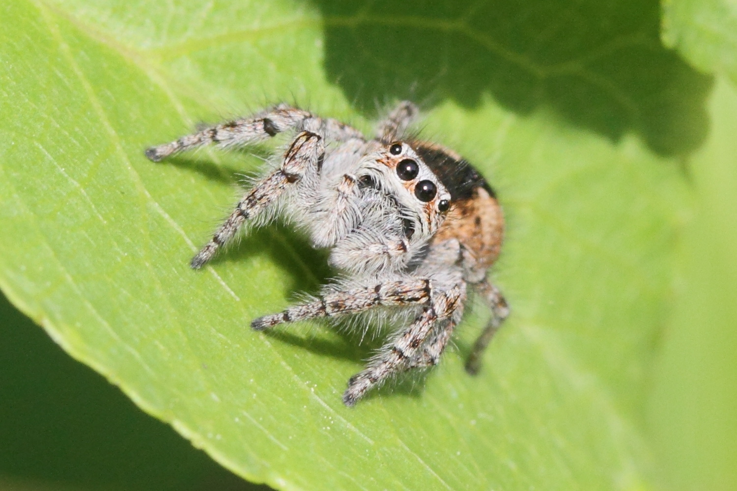 Afficher le média carrhotus_xanthogramma3md carrhotus_xanthogramma3md