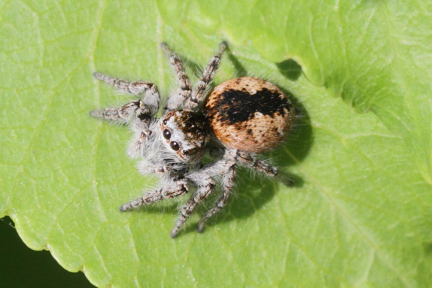 Afficher le média carrhotus_xanthogramma4md carrhotus_xanthogramma4md