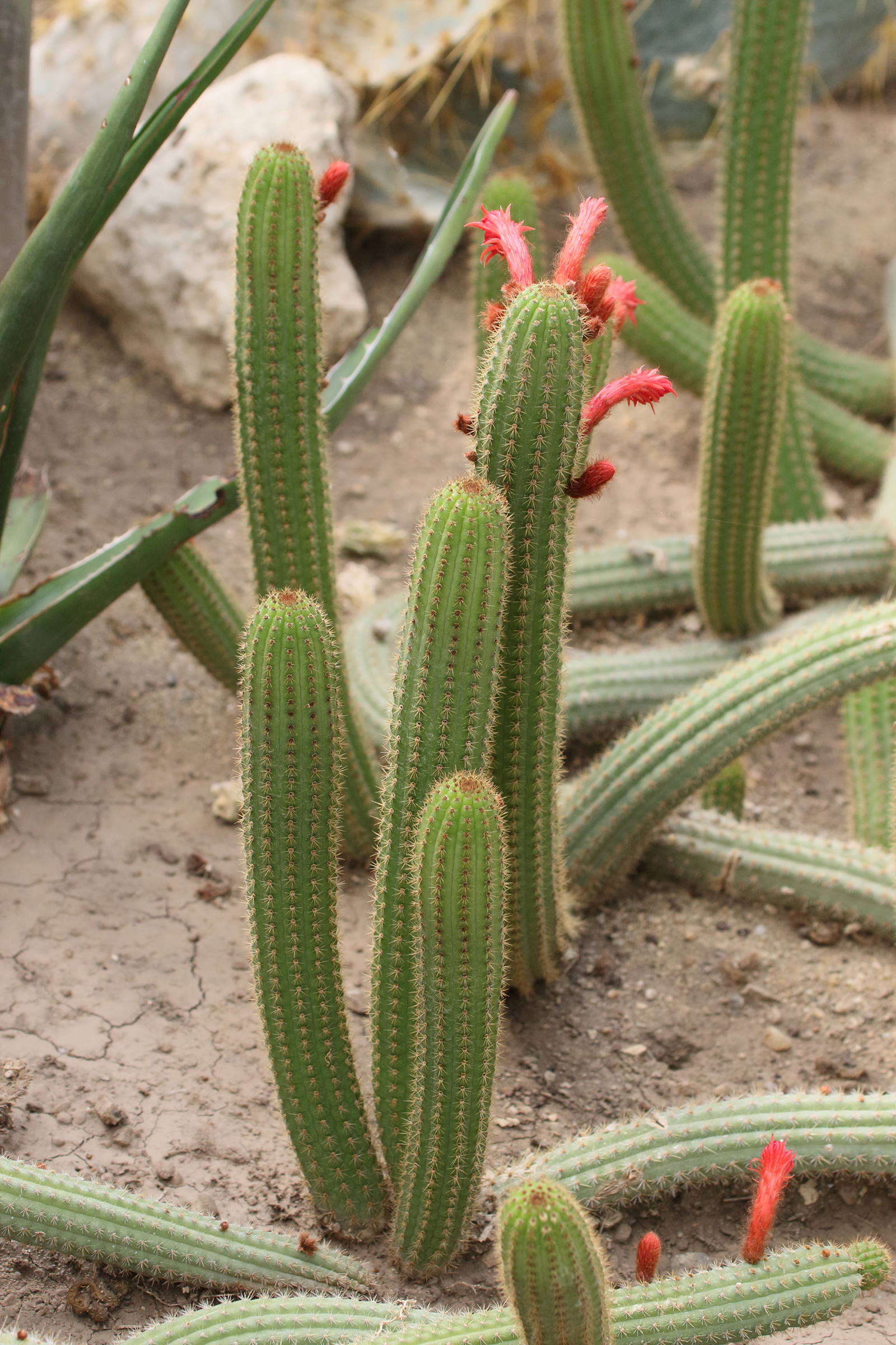 Afficher le média cleistocactus_samaipatanus1bd cleistocactus_samaipatanus1bd