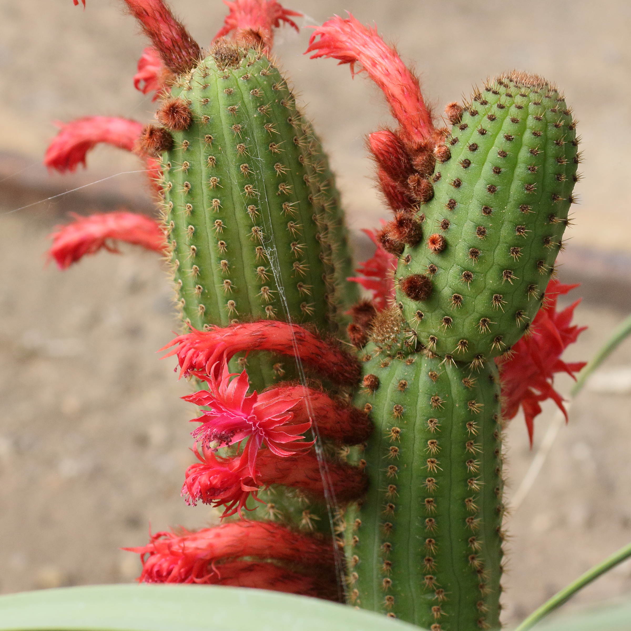 Afficher le média cleistocactus_samaipatanus2bd cleistocactus_samaipatanus2bd