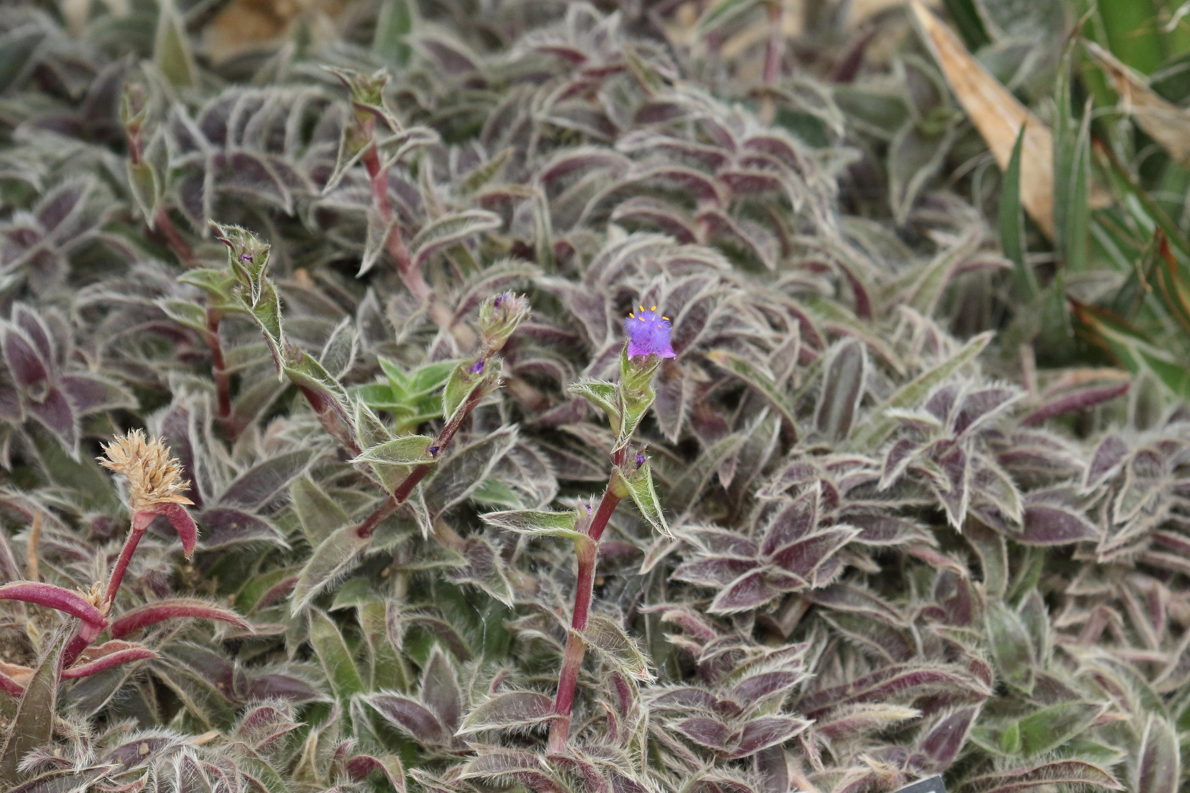 Afficher le média cyanotis_somaliensis3bd cyanotis_somaliensis3bd