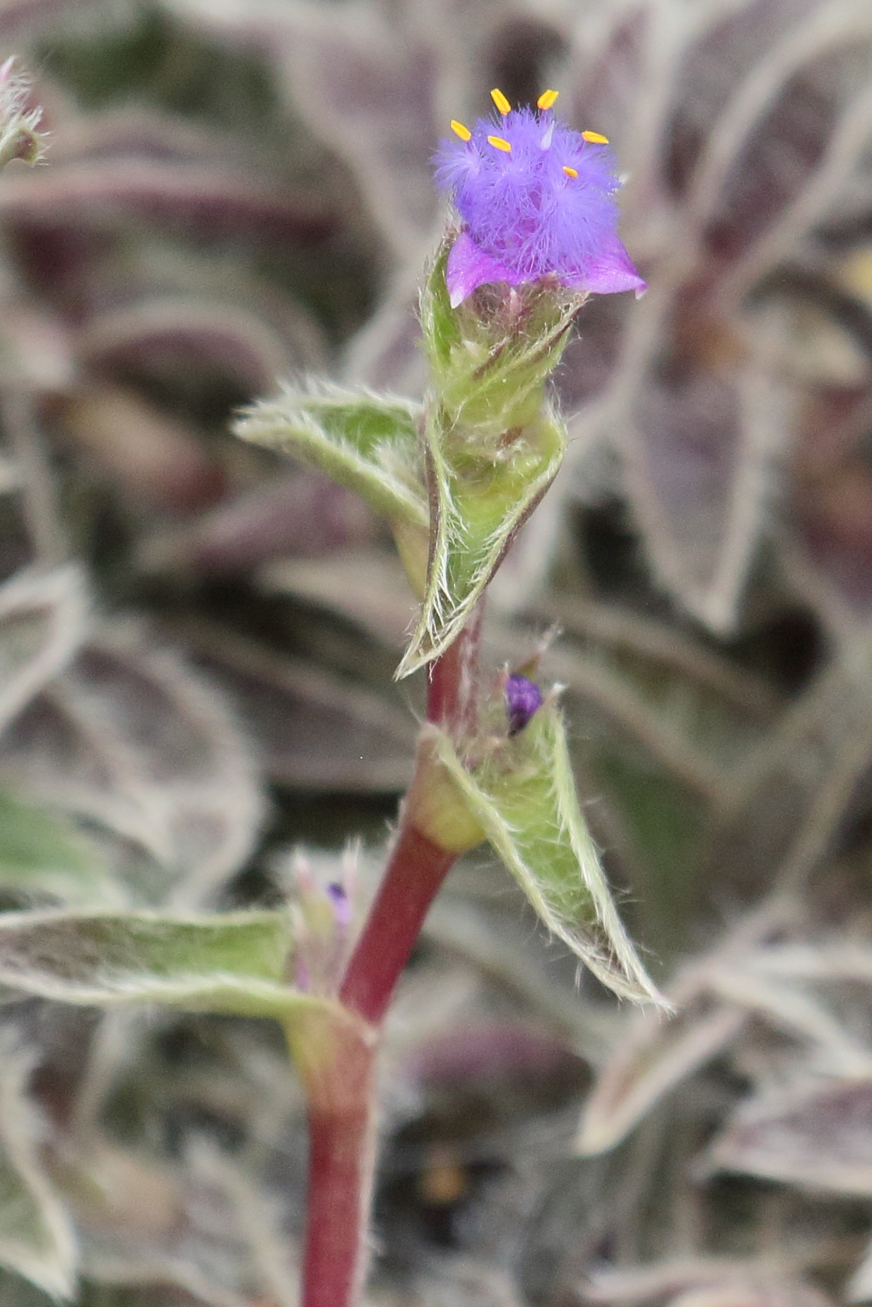 Afficher le média cyanotis_somaliensis4bd cyanotis_somaliensis4bd