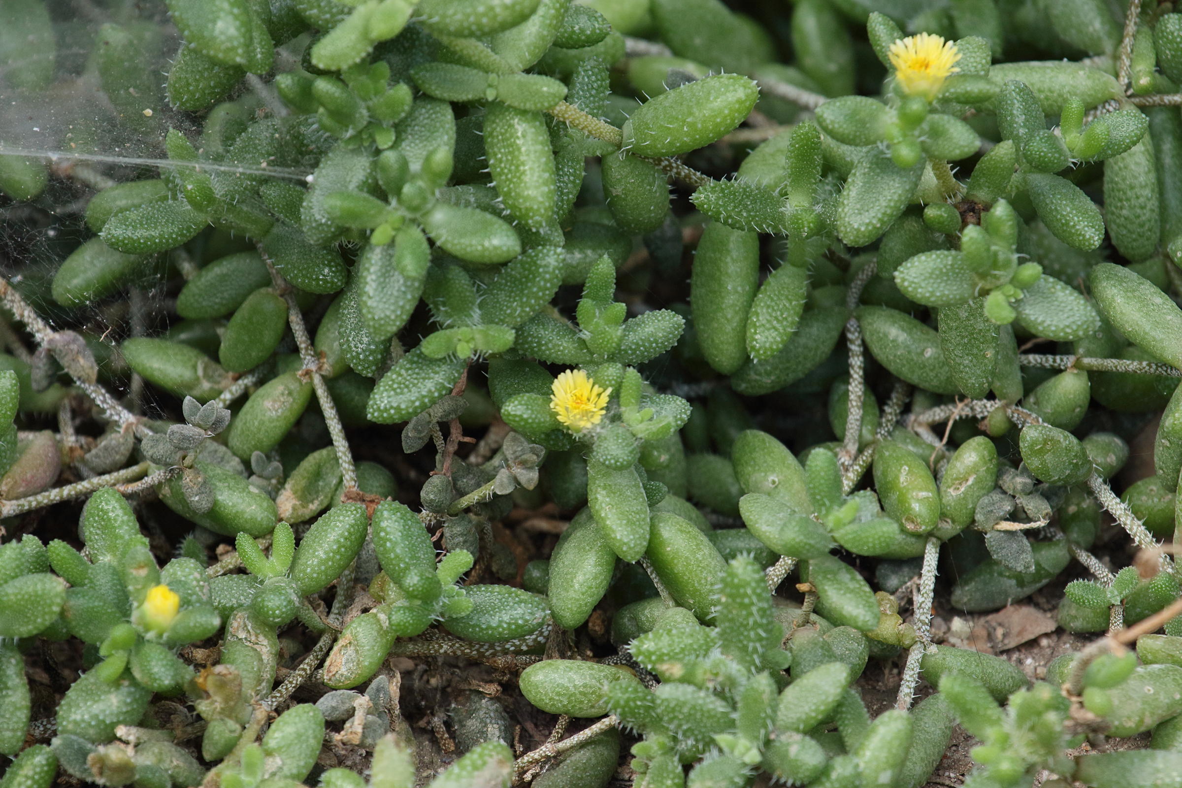 Afficher le média delosperma_echinatum1bd delosperma_echinatum1bd