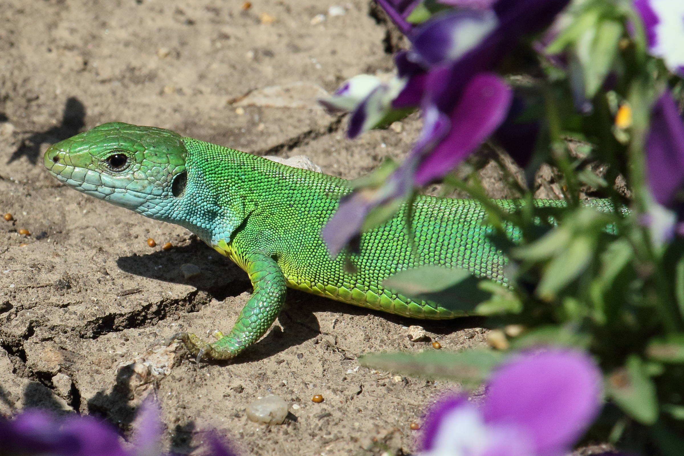 lacerta_viridis2bd