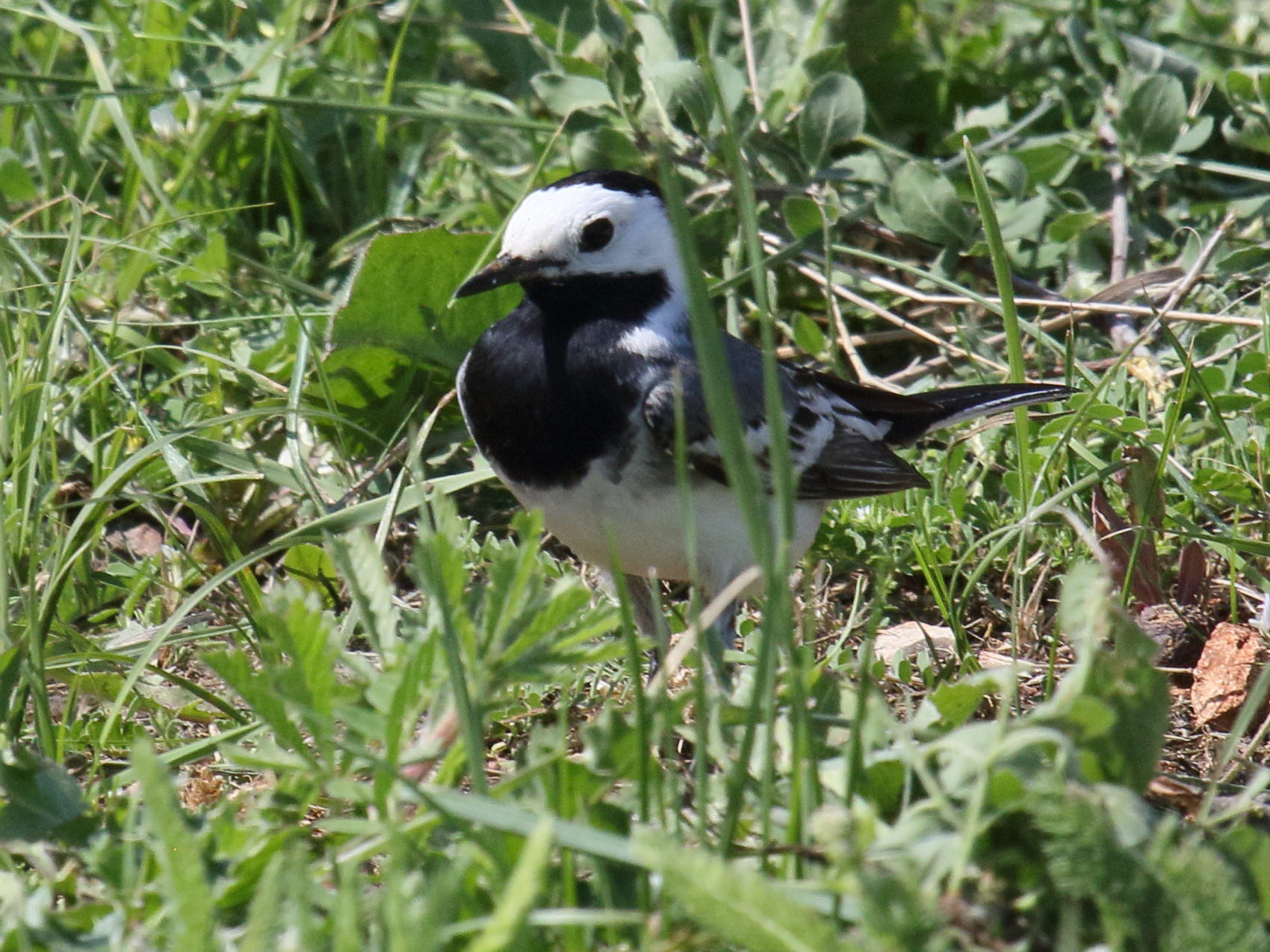 bergeronnette_grise_-_motacilla_alba7bd