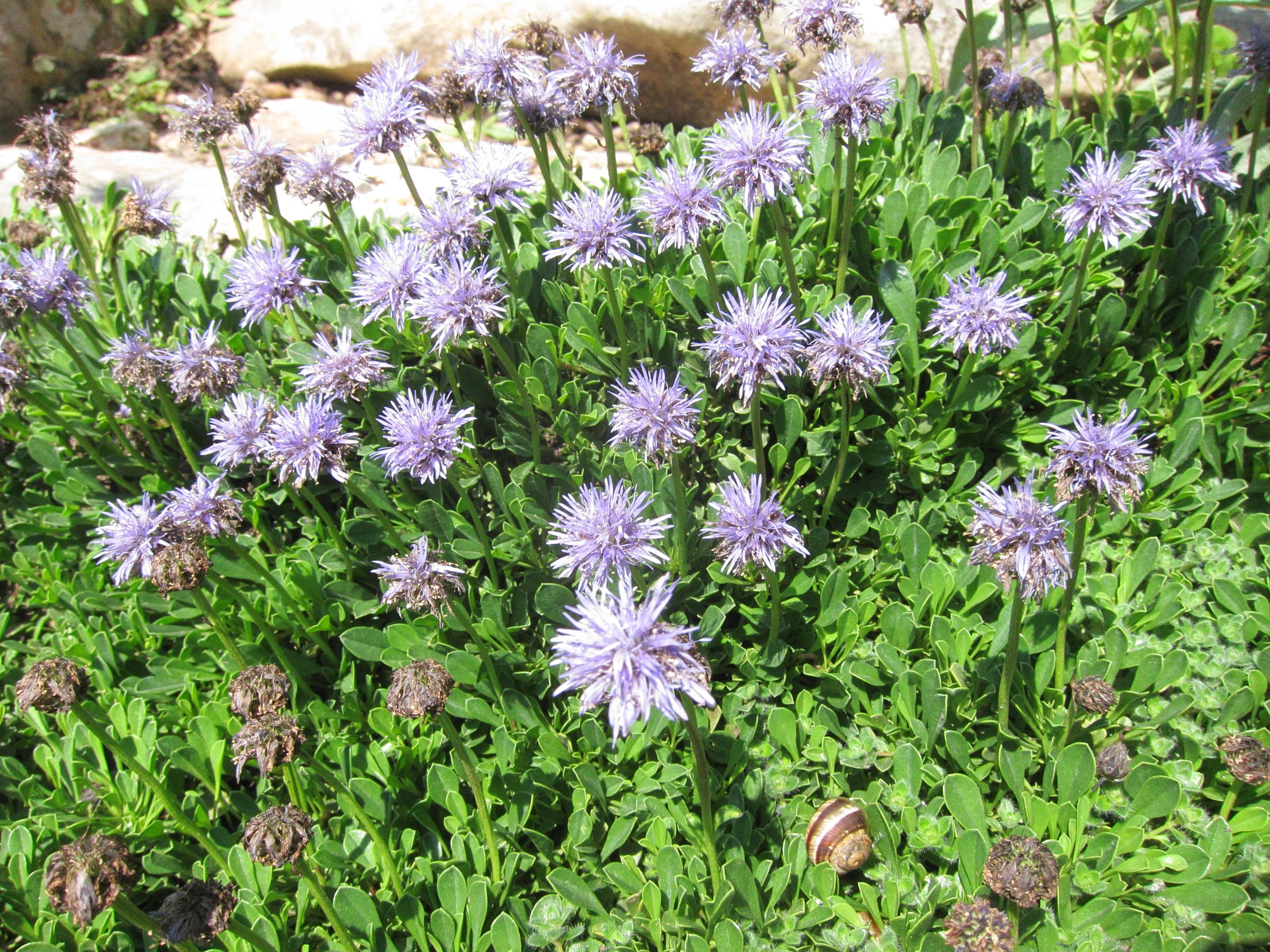 Afficher le média globularia_cordifolia4bd globularia_cordifolia4bd
