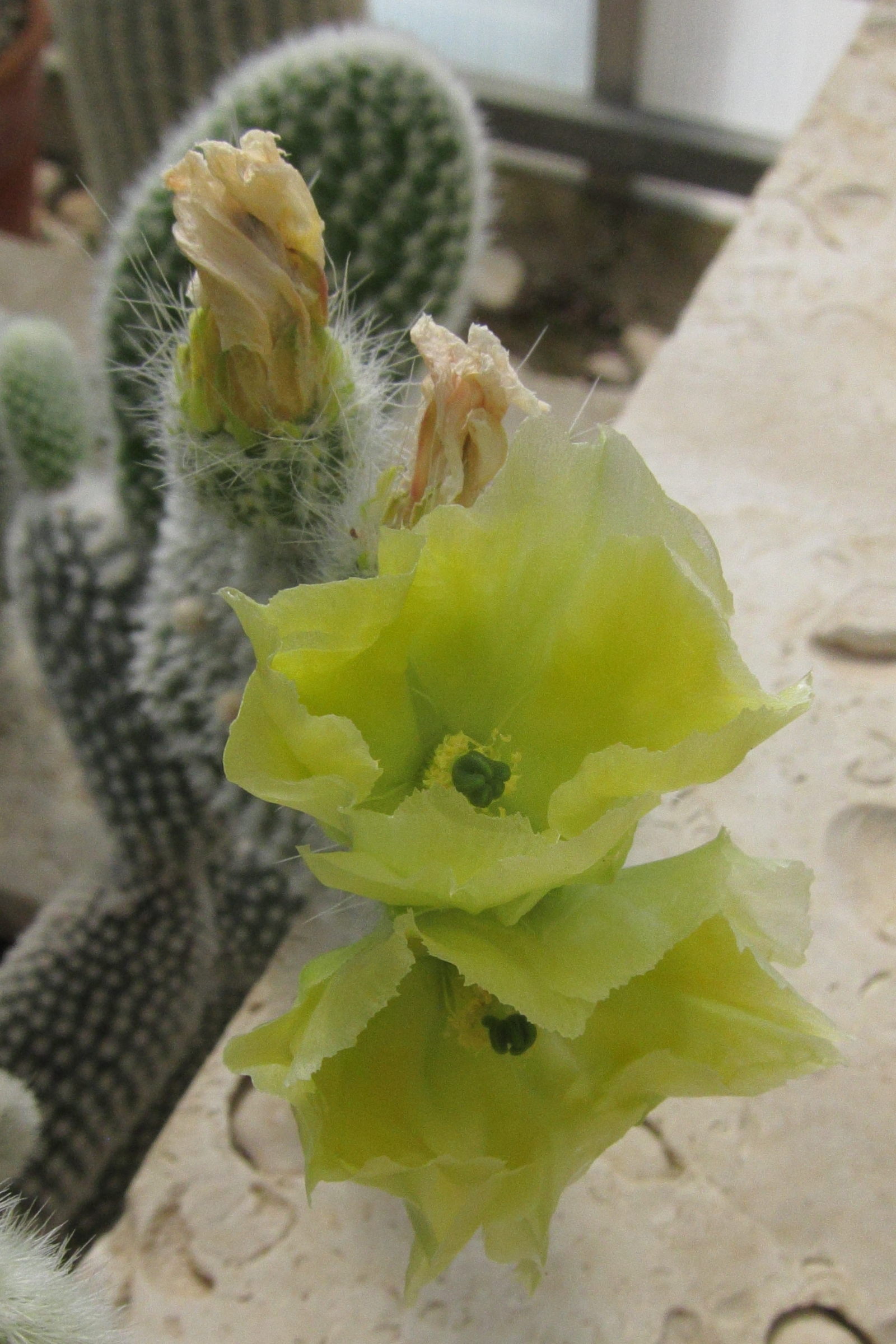 opuntia_microdasys3bd