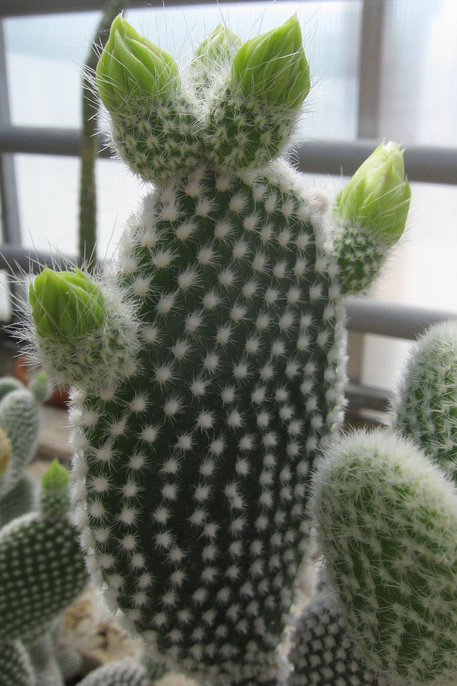 opuntia_microdasys4bd