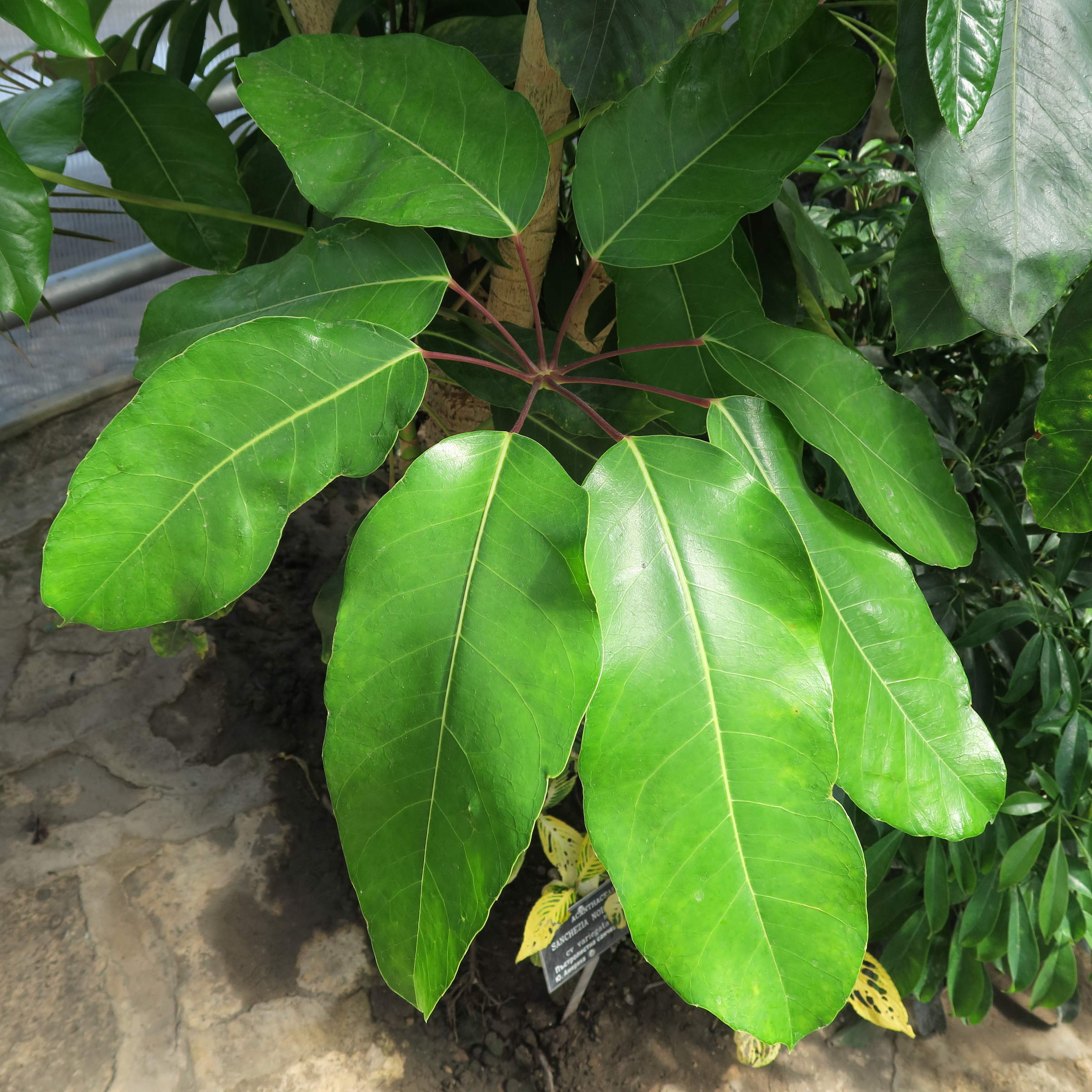 schefflera_actinophylla3md