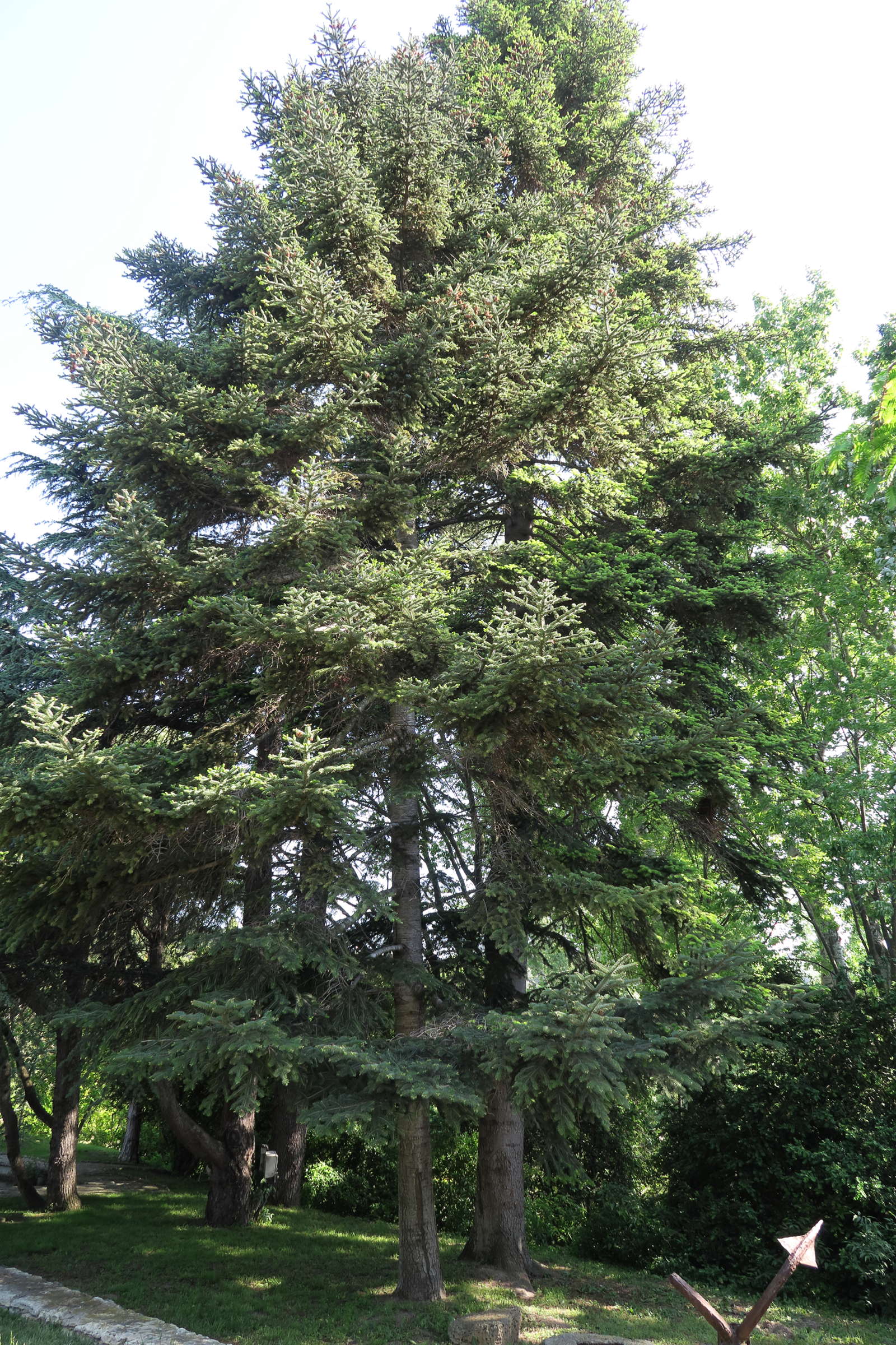 abies_cephalonica1md