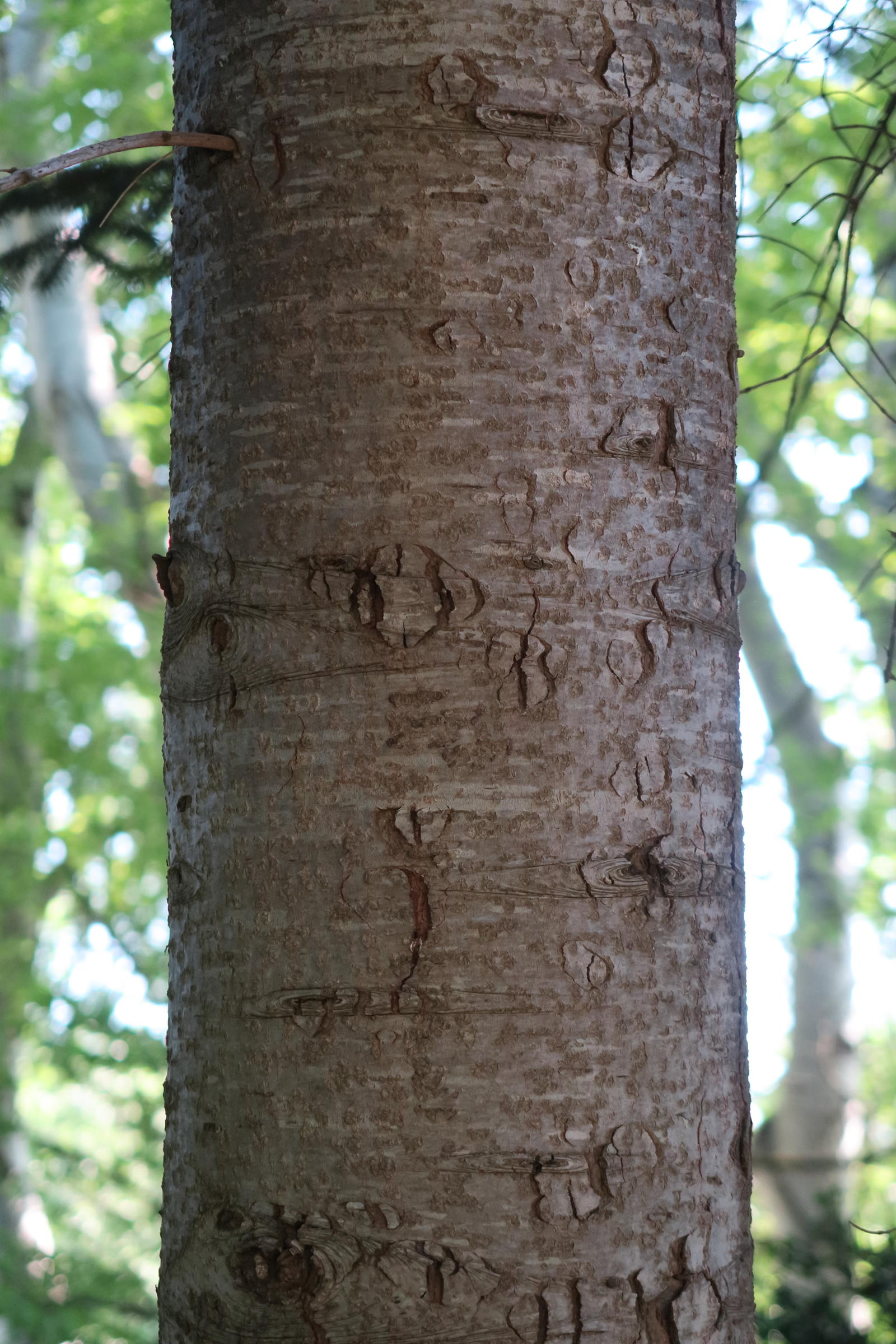 abies_cephalonica2md