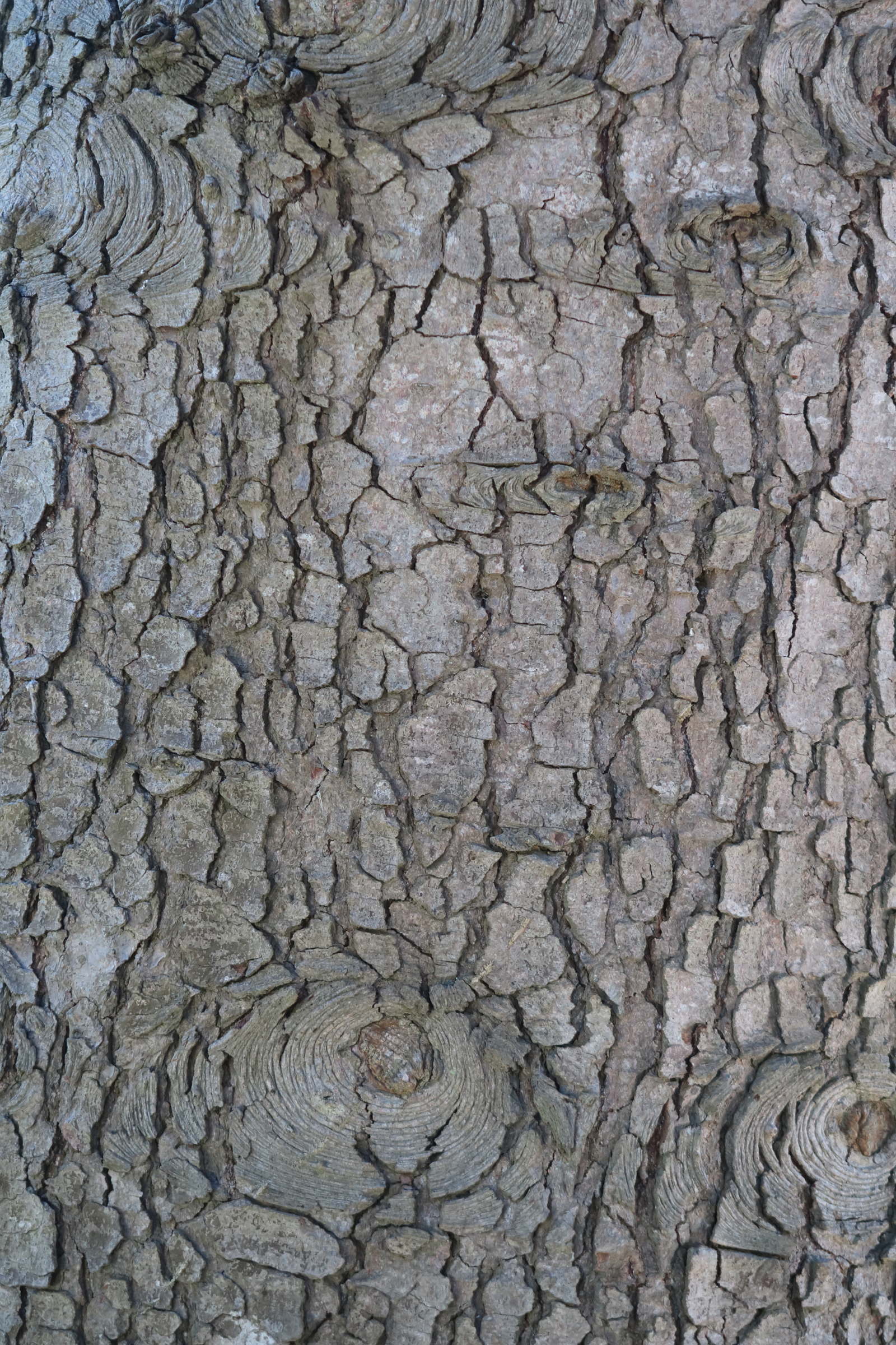 abies_cephalonica3md