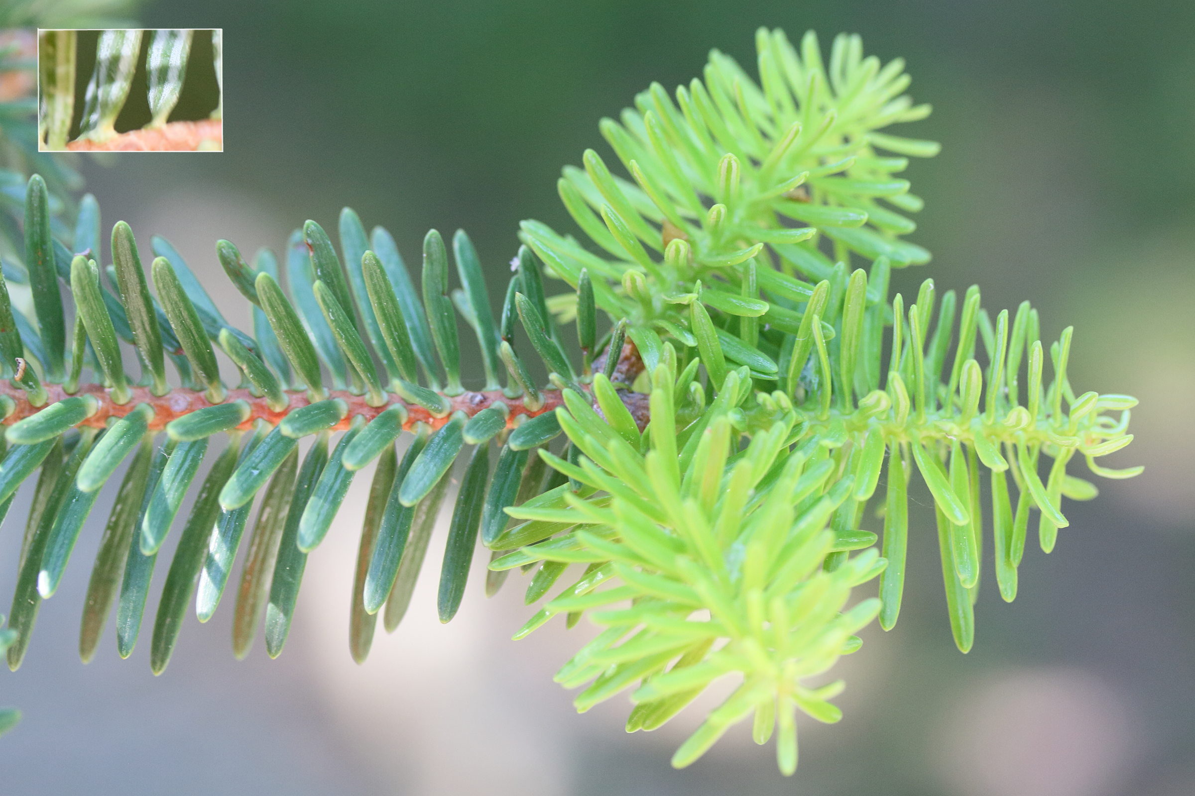 abies_cephalonica4md