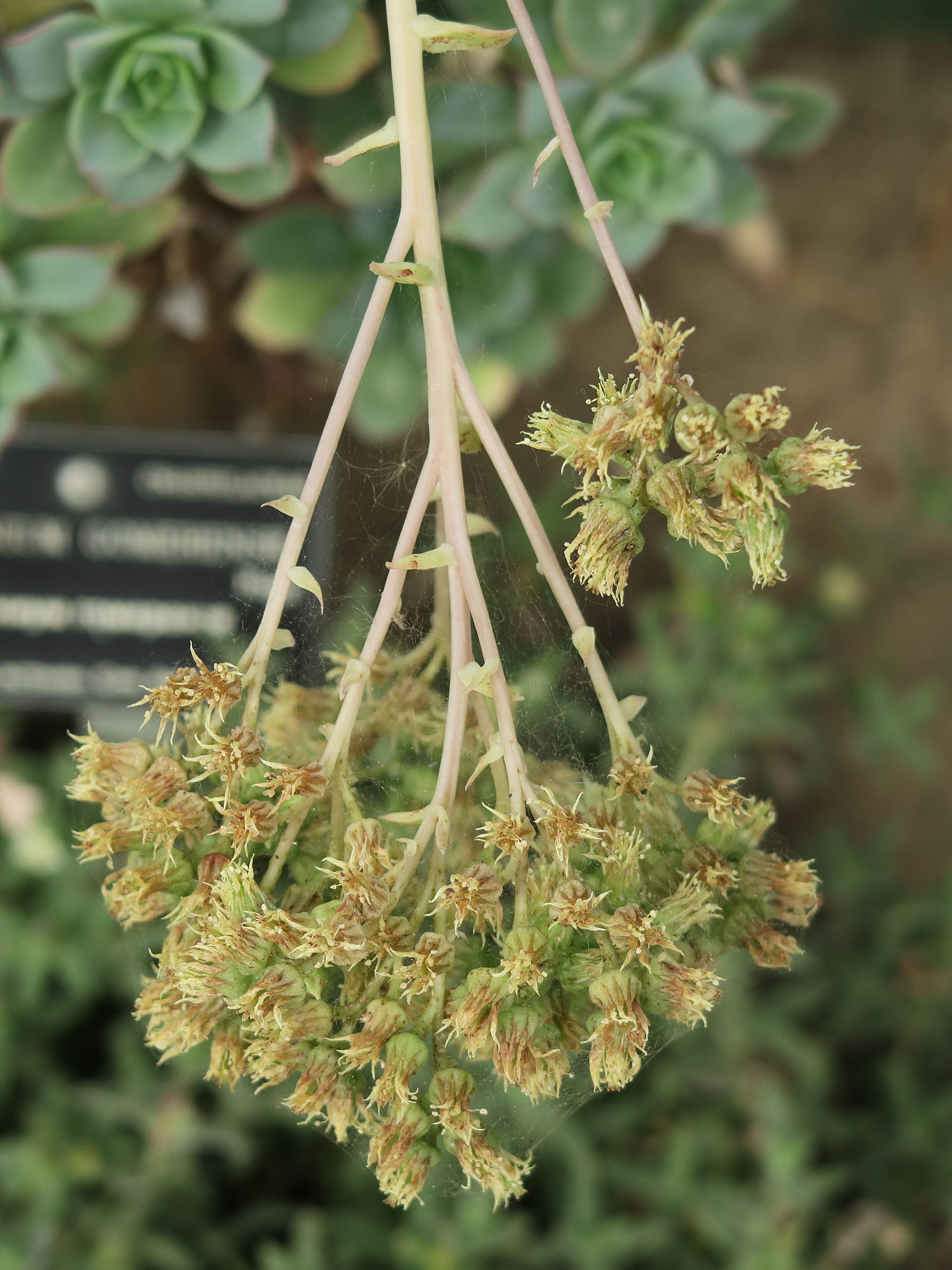 aeonium_gomerense2md