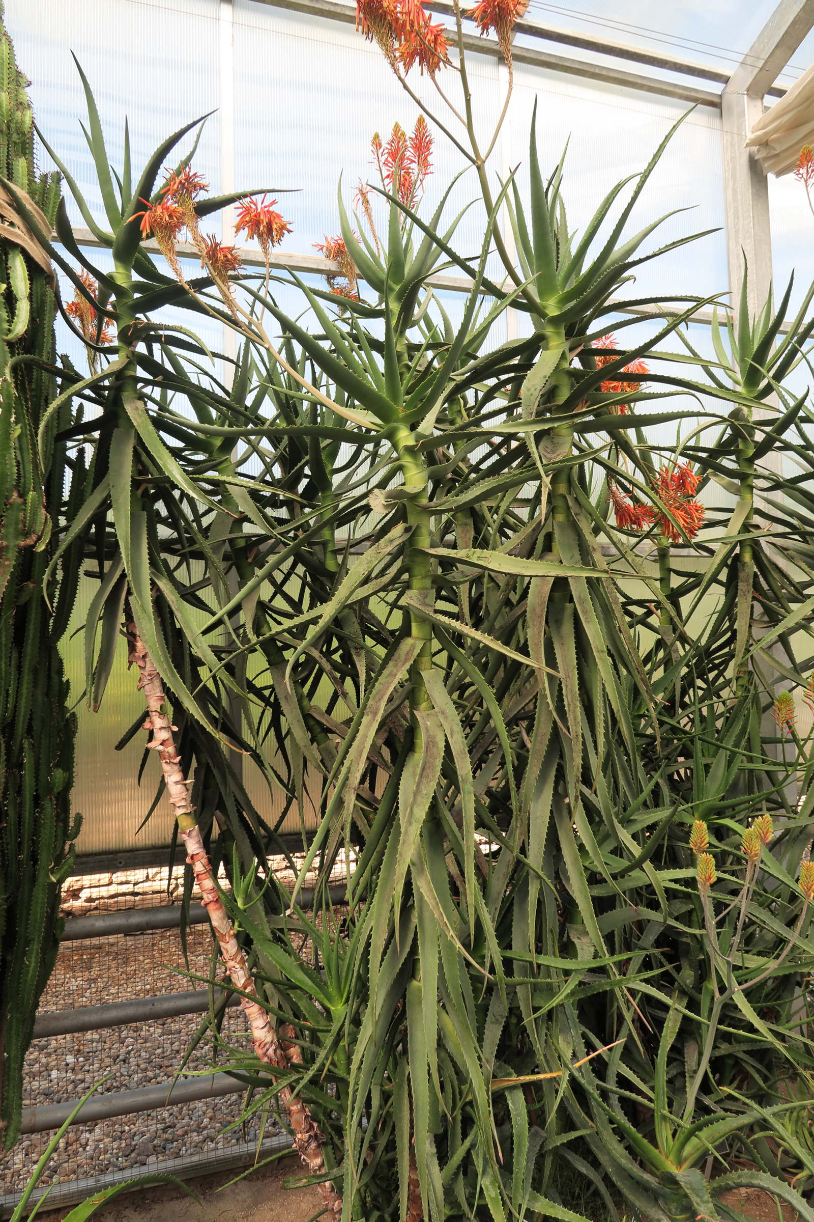 aloe_kedongensis1md