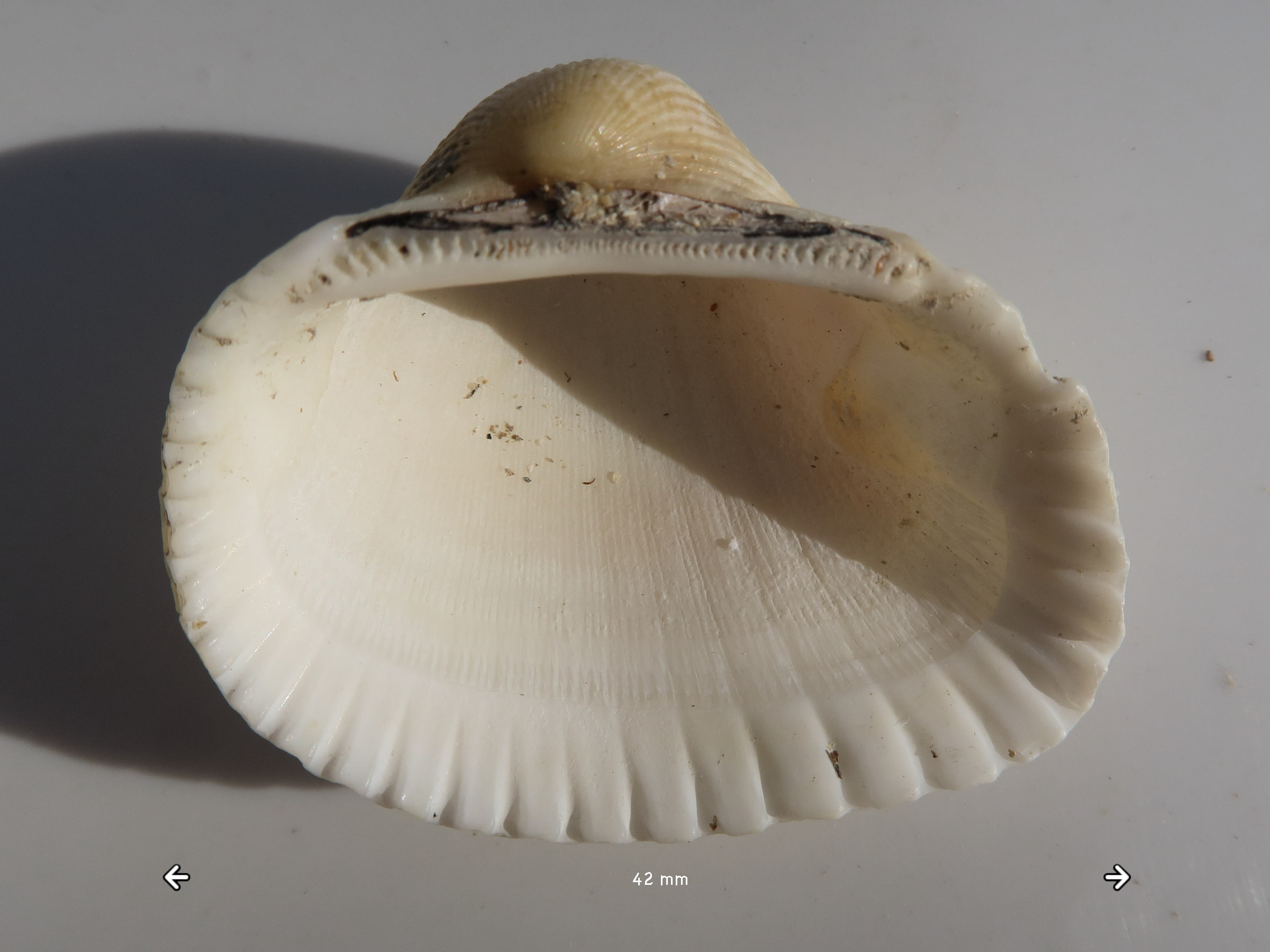 anadara_kagoshimensis1md