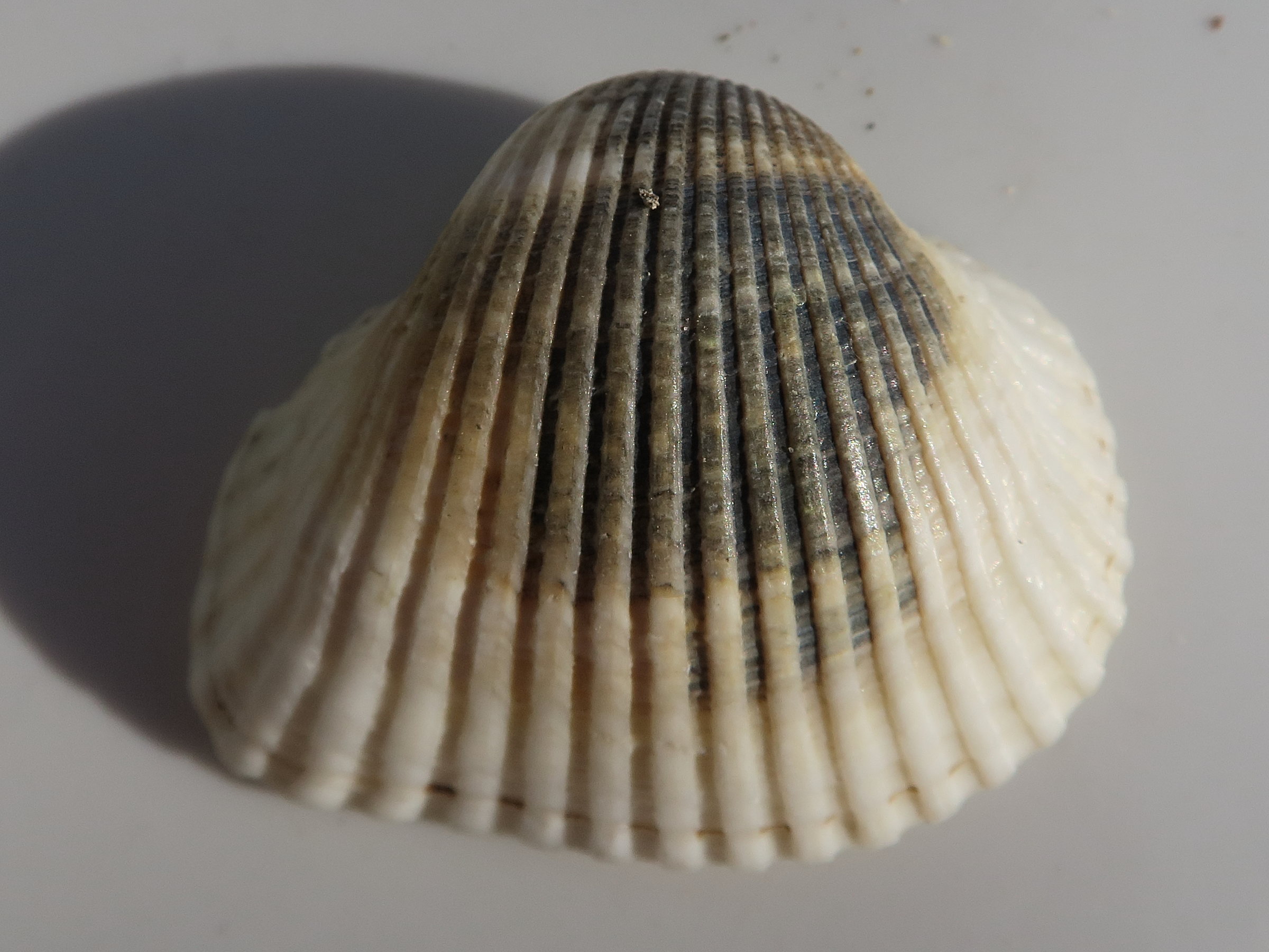 anadara_kagoshimensis2md