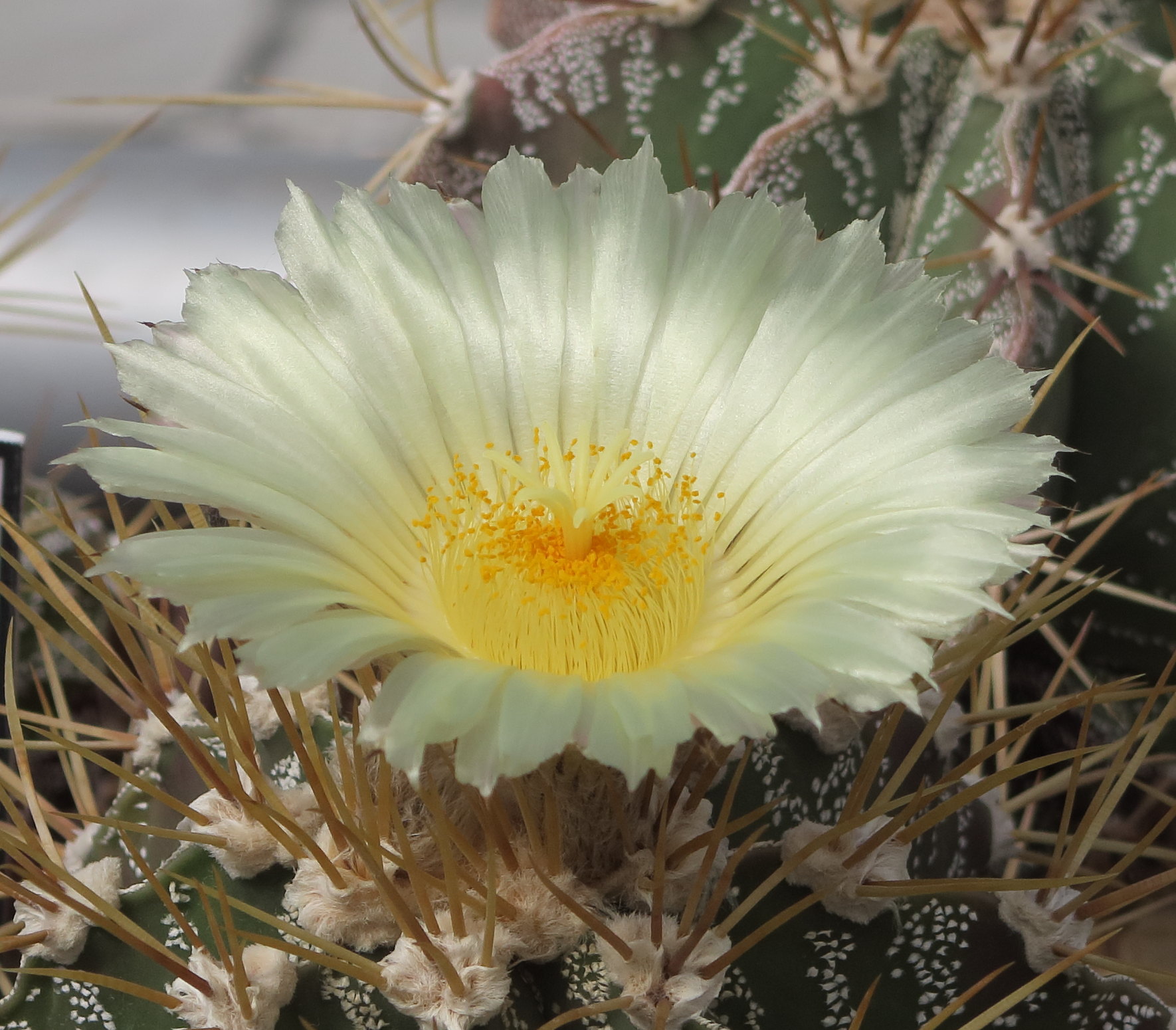 Afficher le média astrophytum_ornatum3md astrophytum_ornatum3md