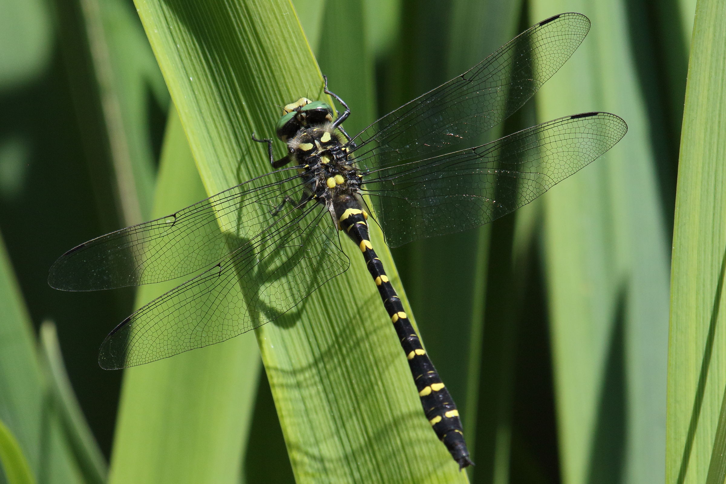 cordulegaster_picta1bd
