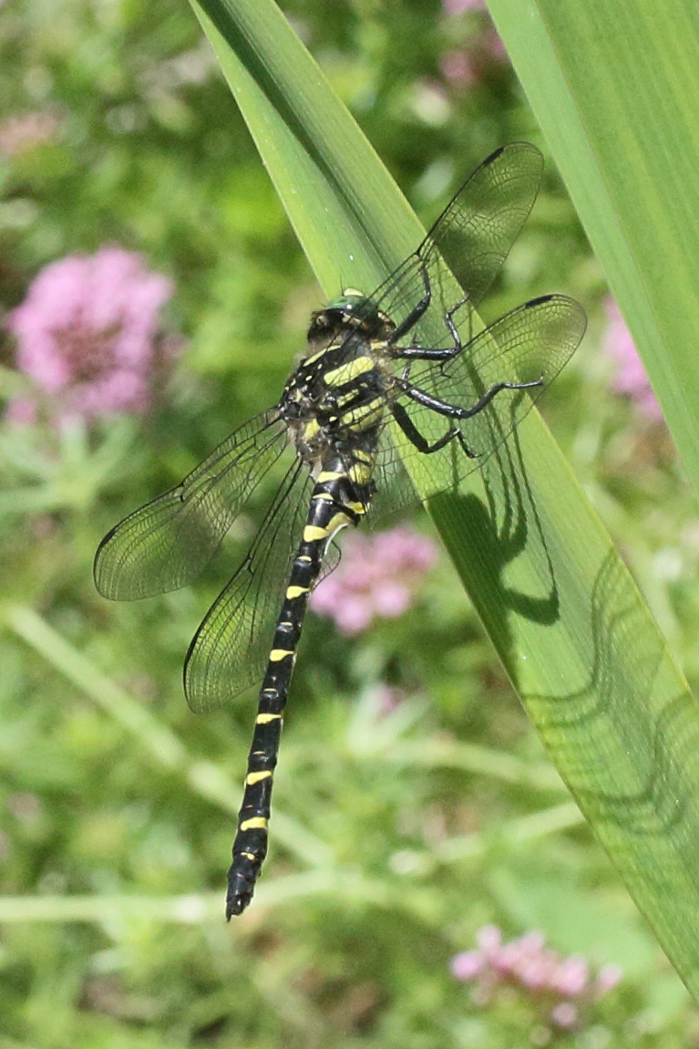 cordulegaster_picta2md