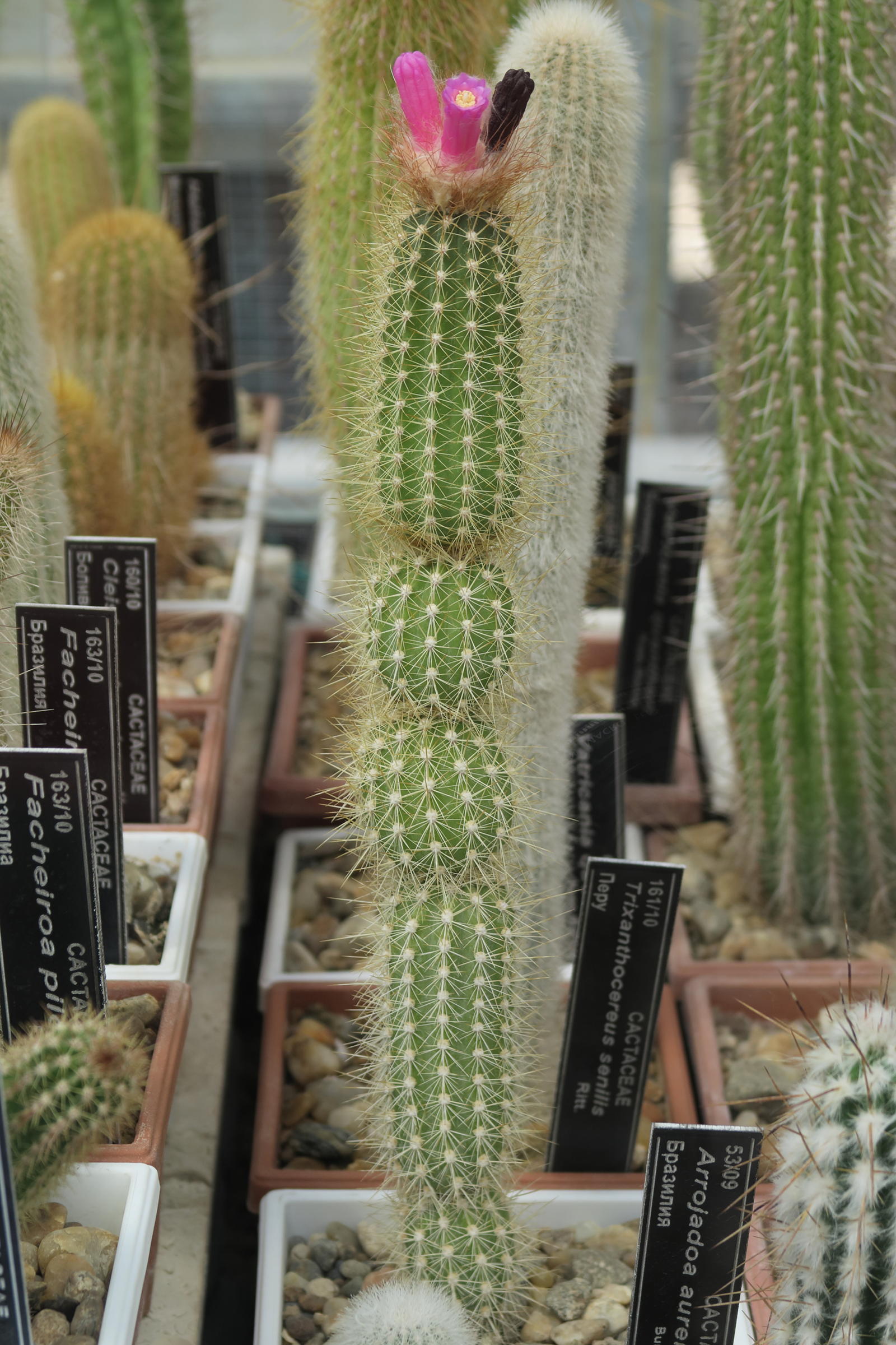 arrojadoa_rhodantha1md